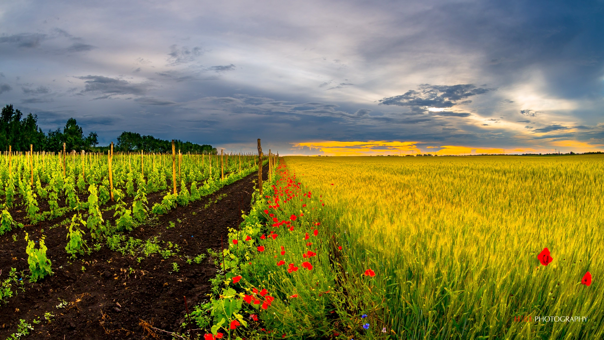 Nikon AF DX Fisheye-Nikkor 10.5mm F2.8G ED sample photo. Landscape vojvodina photography