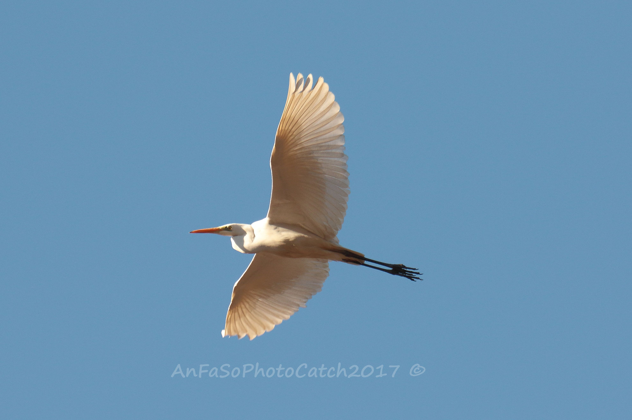 Sigma 150-600mm F5-6.3 DG OS HSM | S sample photo. Airone bianco maggiore - ardea alba photography