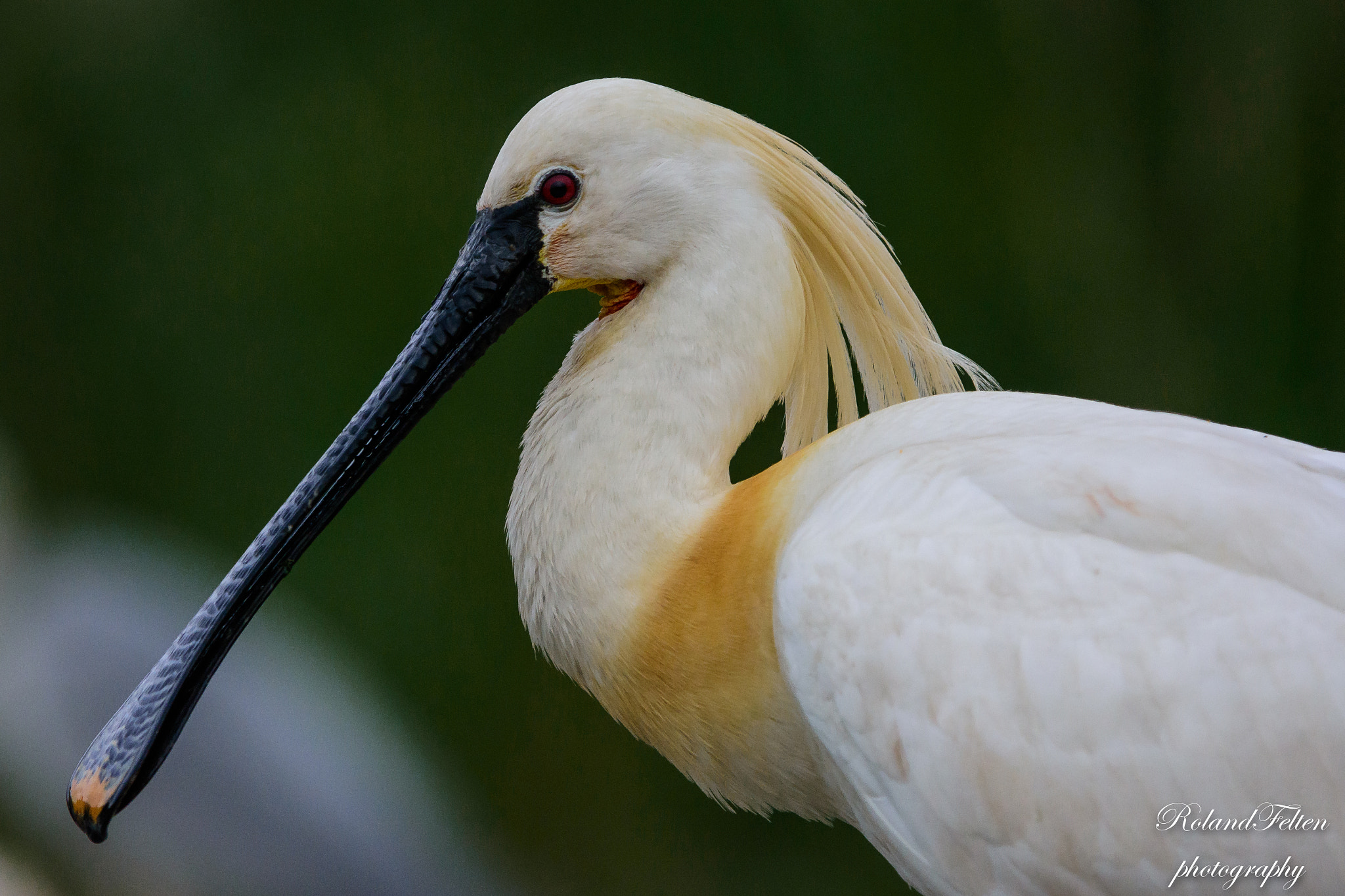 Nikon AF-S Nikkor 200-400mm F4G ED-IF VR sample photo. Portrait of an eurasian spoonbill photography