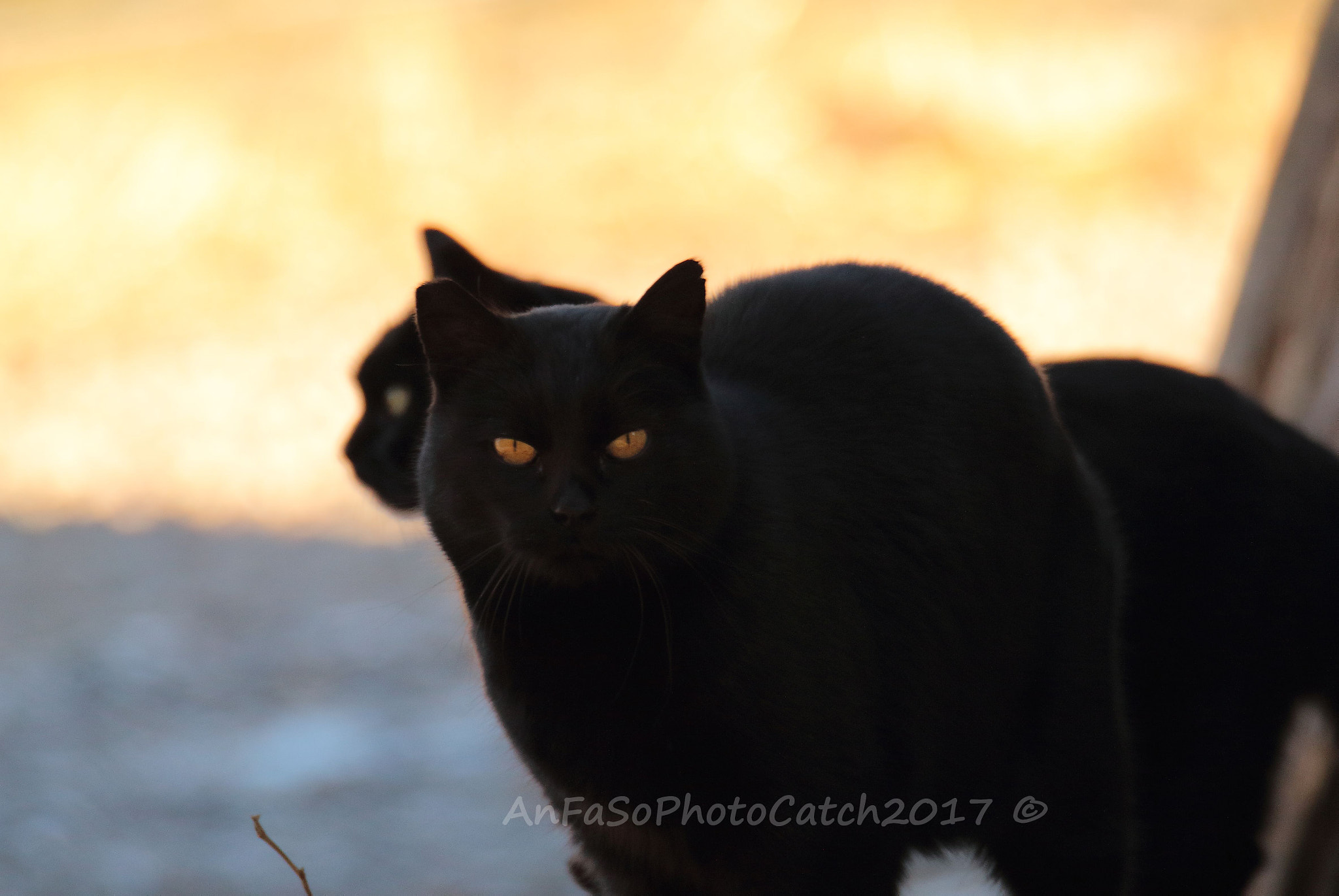 Canon EOS 7D Mark II + Sigma 150-600mm F5-6.3 DG OS HSM | S sample photo. Black cats - gatti neri photography