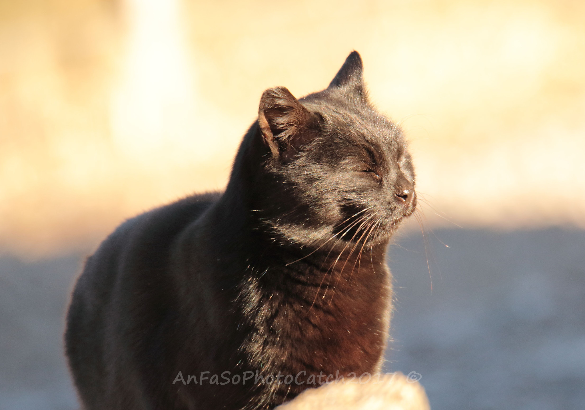 Canon EOS 7D Mark II + Sigma 150-600mm F5-6.3 DG OS HSM | S sample photo. Little black panther - piccola pantera nera photography
