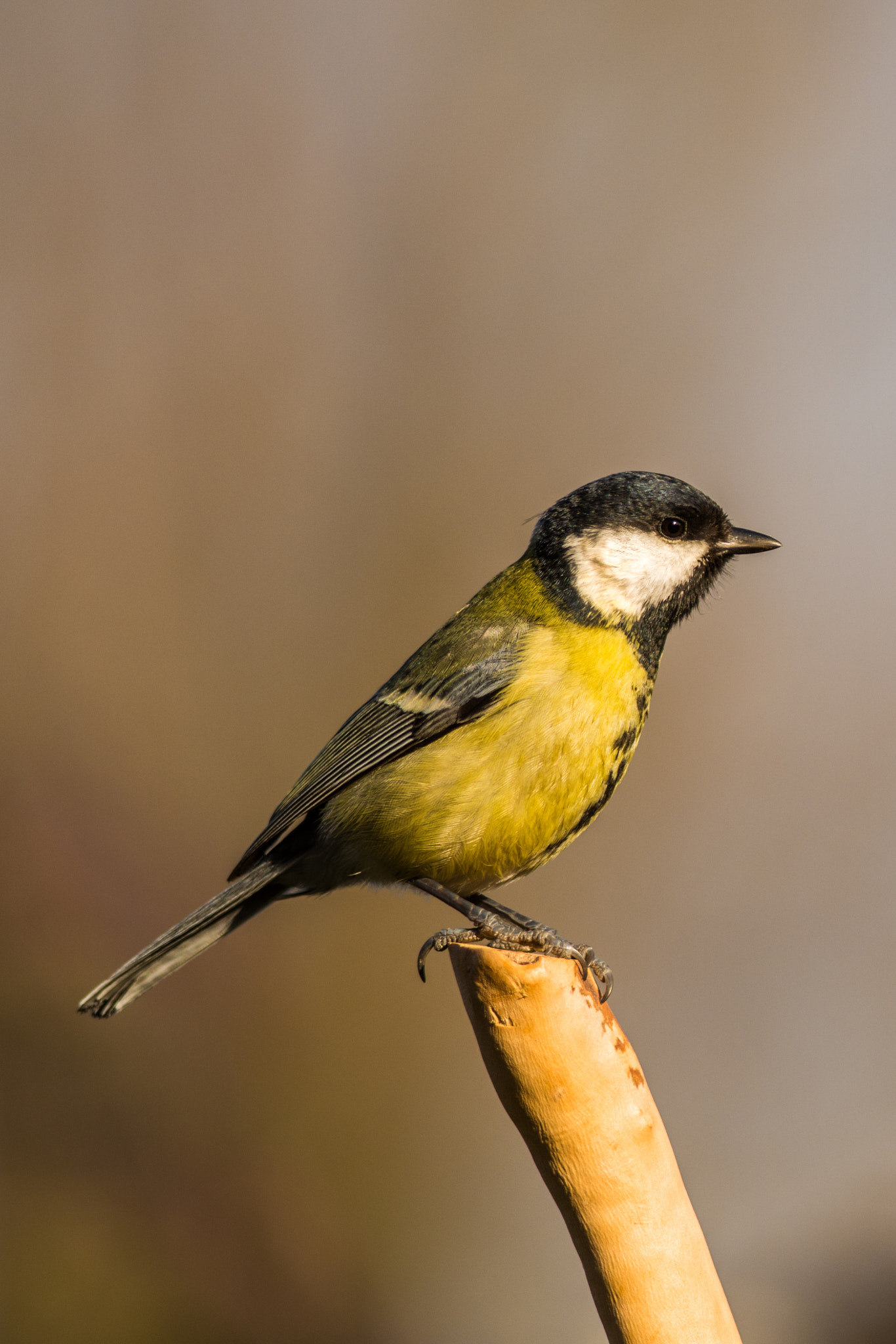 Nikon D7200 + Nikon AF-S Nikkor 300mm F4D ED-IF sample photo. Cincia photography