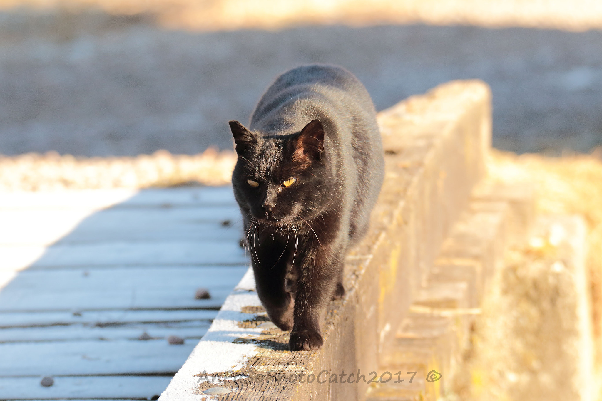 Canon EOS 7D Mark II + Sigma 150-600mm F5-6.3 DG OS HSM | S sample photo. Walking - passeggiando photography