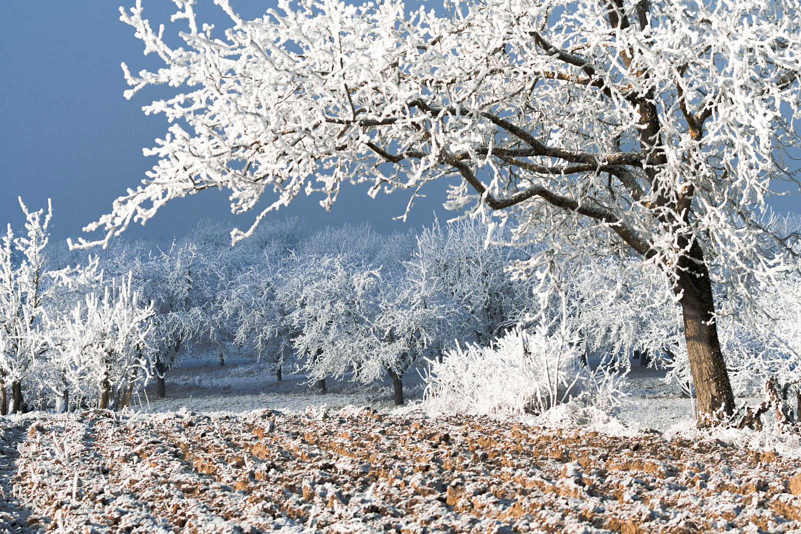 Nikon AF-S Nikkor 70-200mm F4G ED VR sample photo. Winter like photography