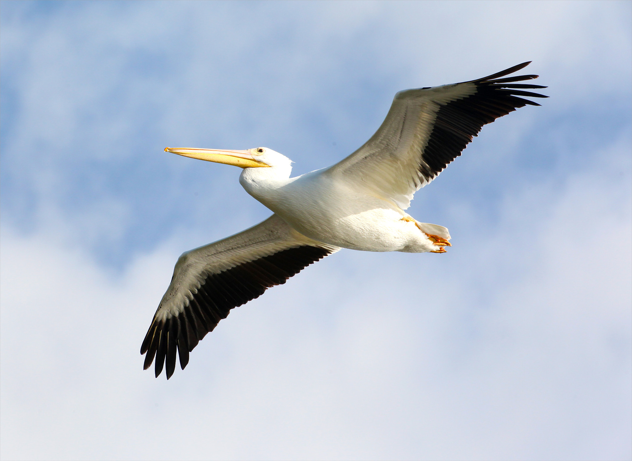 Canon EOS 5D Mark II sample photo. White pelican in flight photography