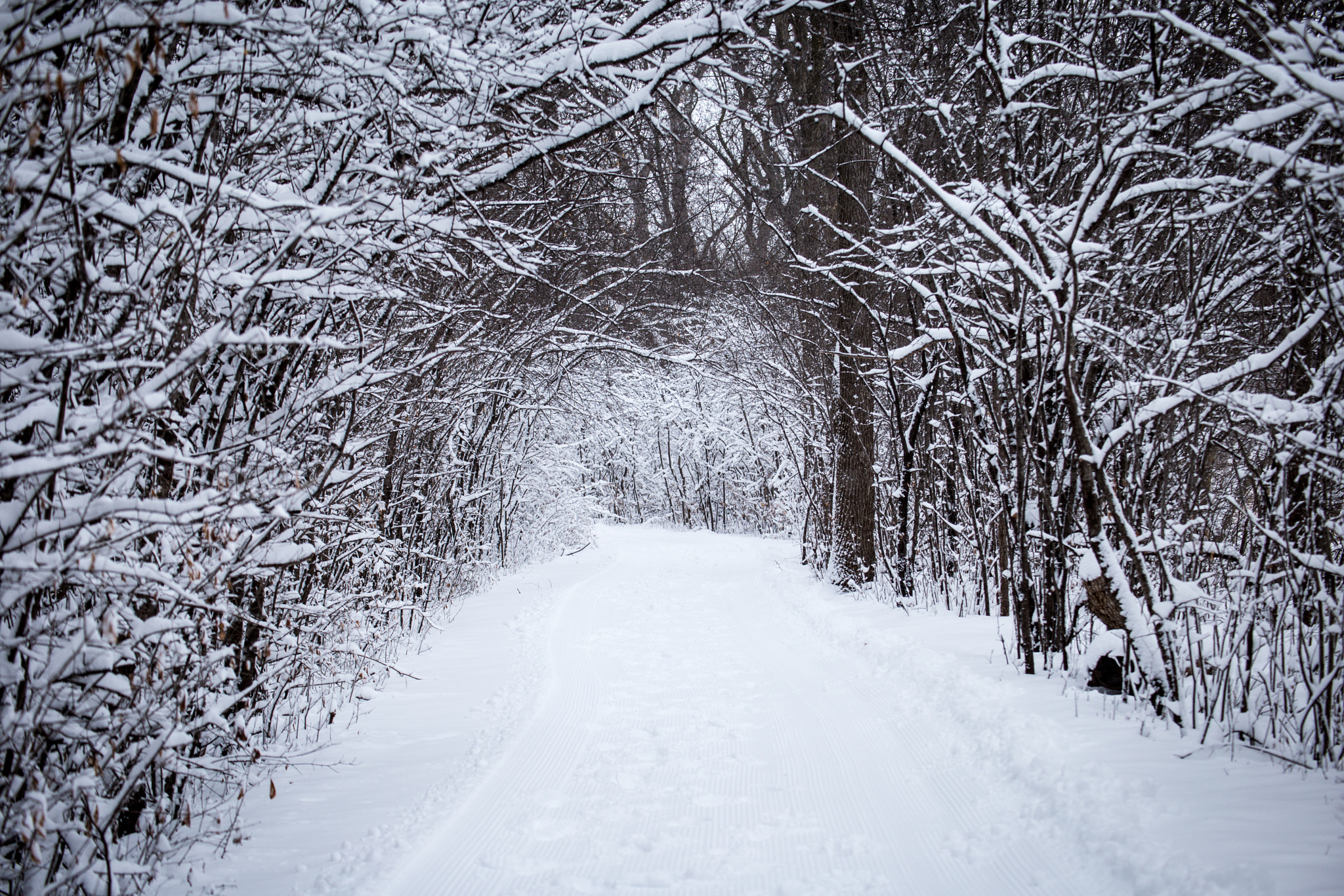 Tamron SP 35mm F1.8 Di VC USD sample photo. Tree tunnel in snow photography