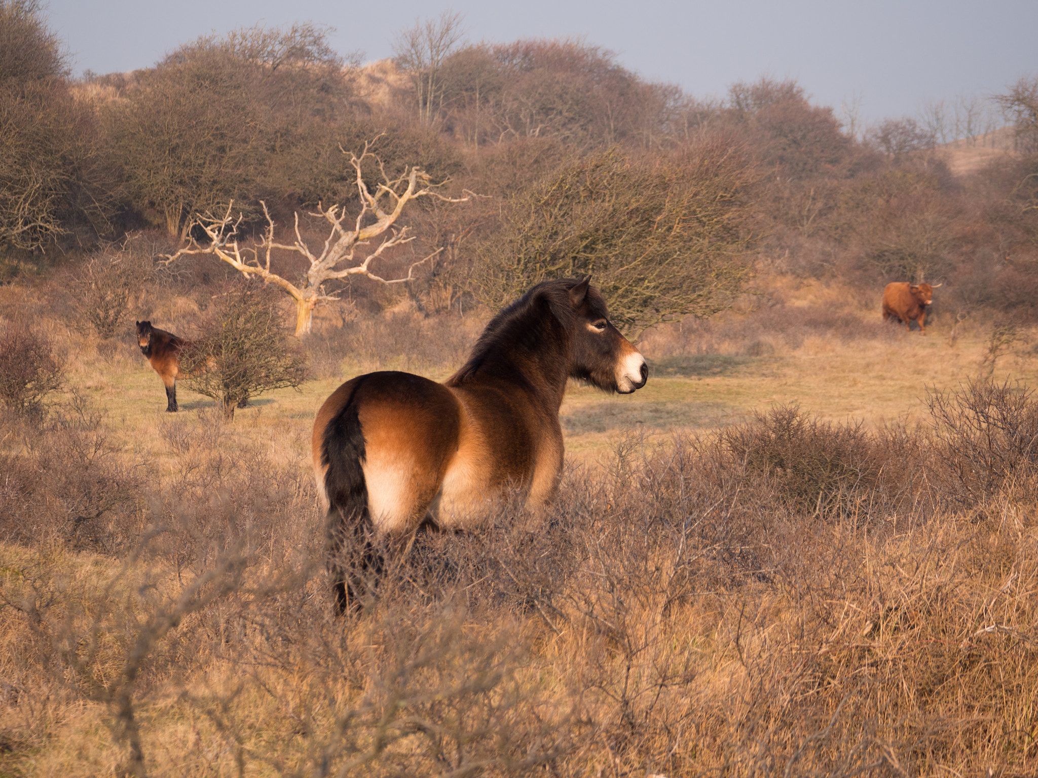 LUMIX G VARIO 45-150/F4.0-5.6 sample photo. Dutch safari photography