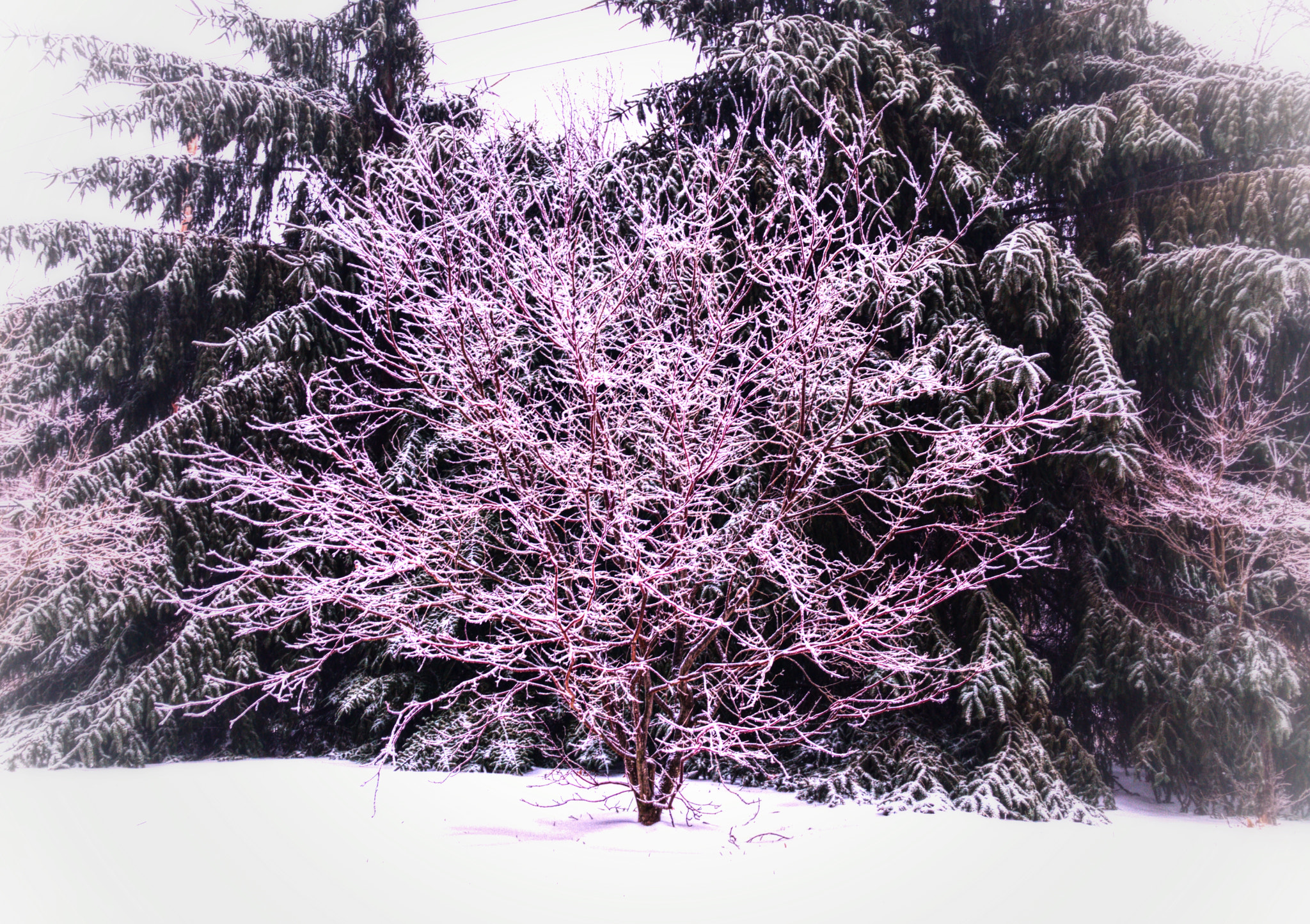 iPhone 7 Plus back camera 3.99mm f/1.8 sample photo. A frosty tree photography