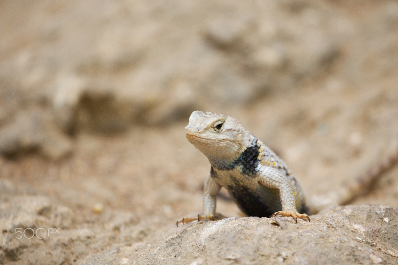 70.00 - 200.00 mm sample photo. Img photography