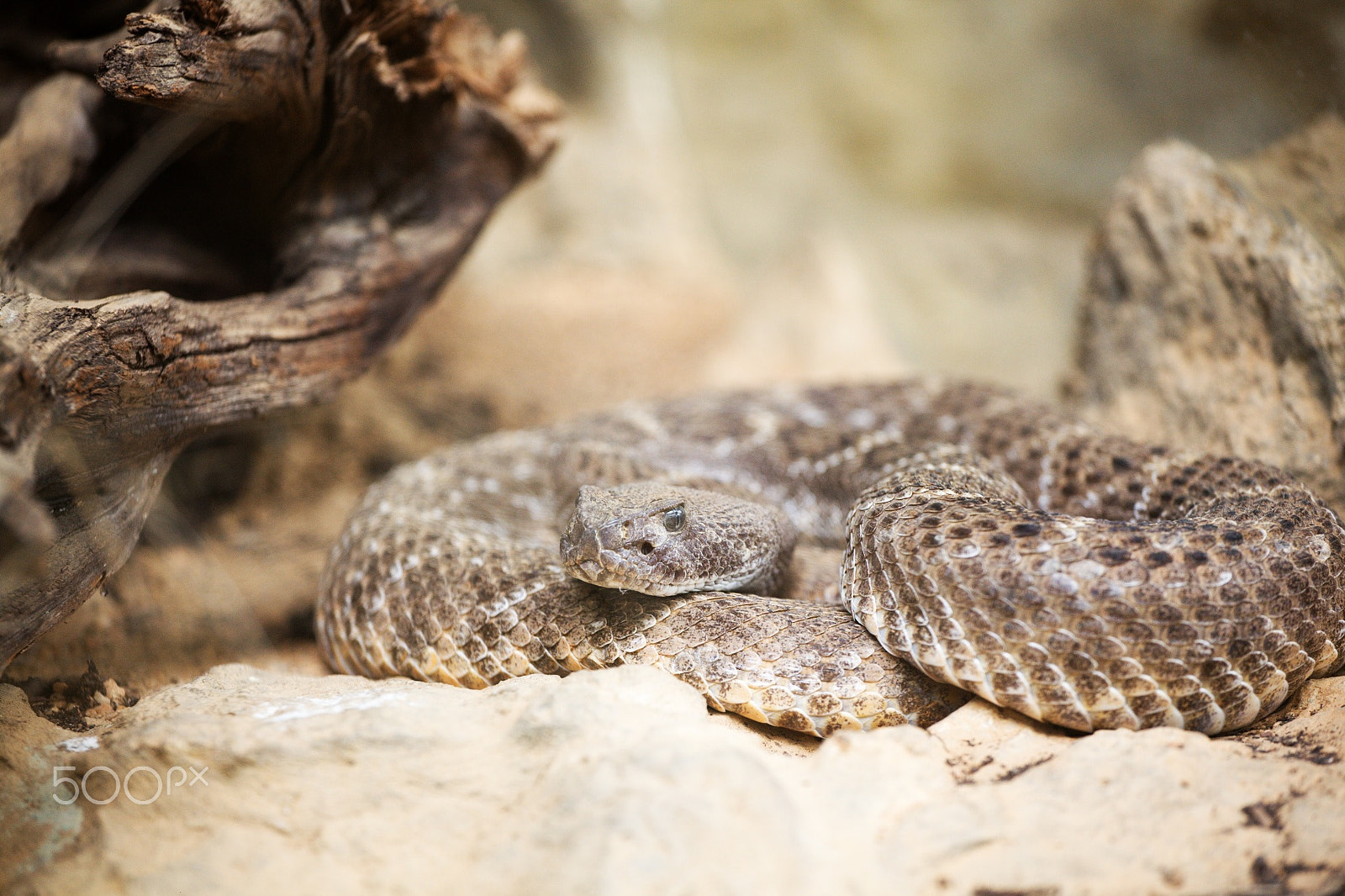 70.00 - 200.00 mm sample photo. Snake photography