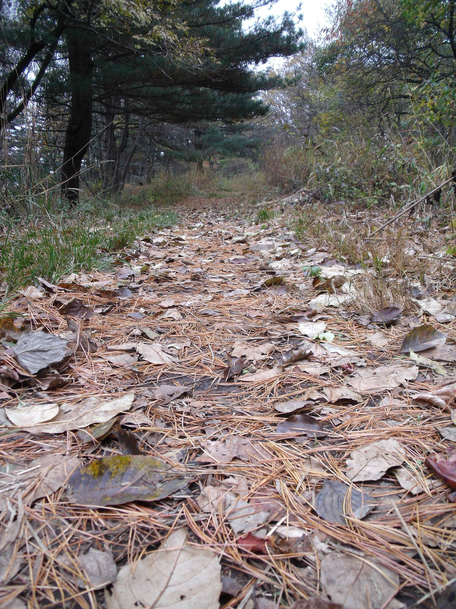 Fujifilm FinePix J110W sample photo. Autumn on the trail photography