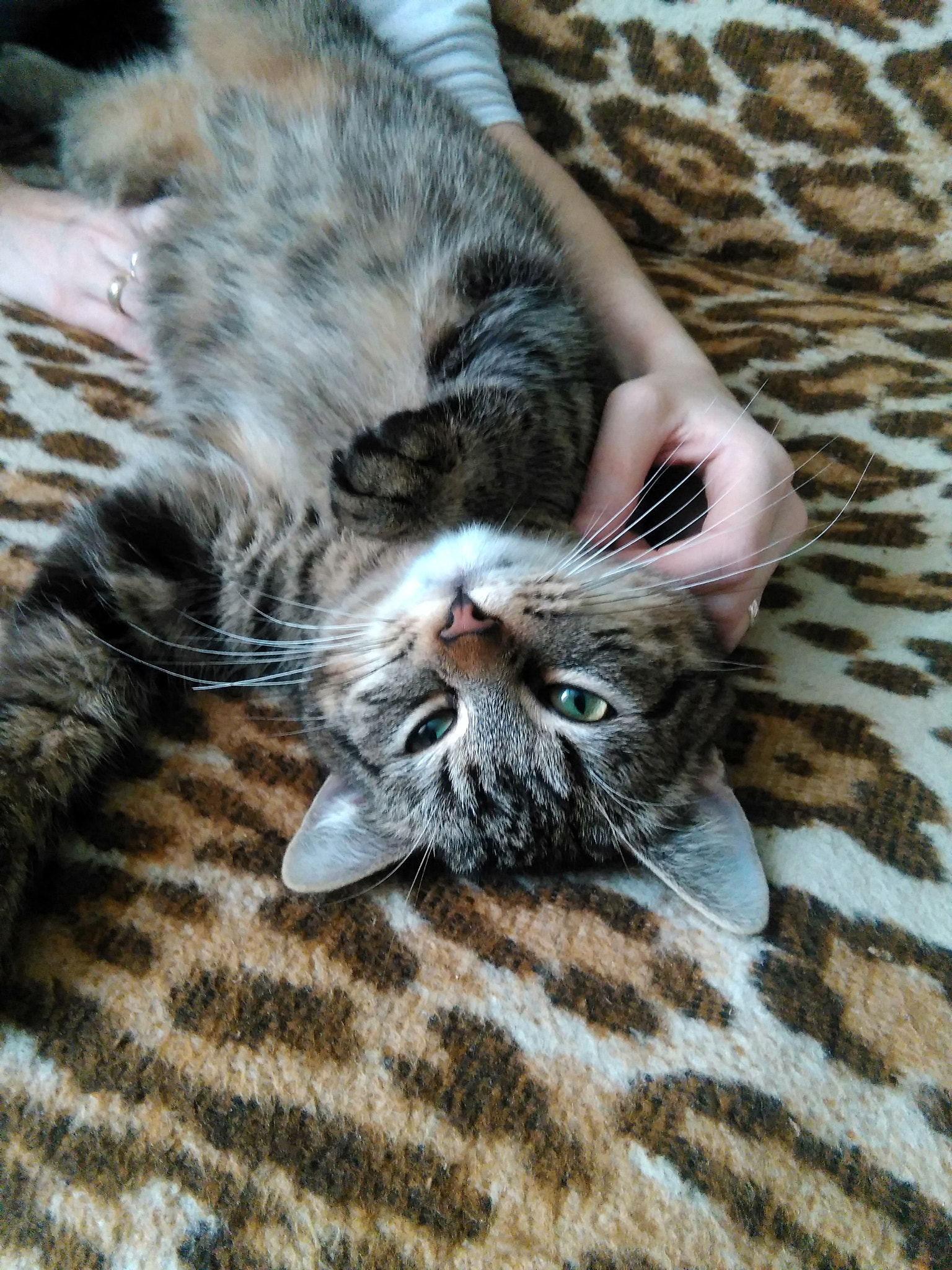 HUAWEI G620S-L01 sample photo. Cat 2 photography