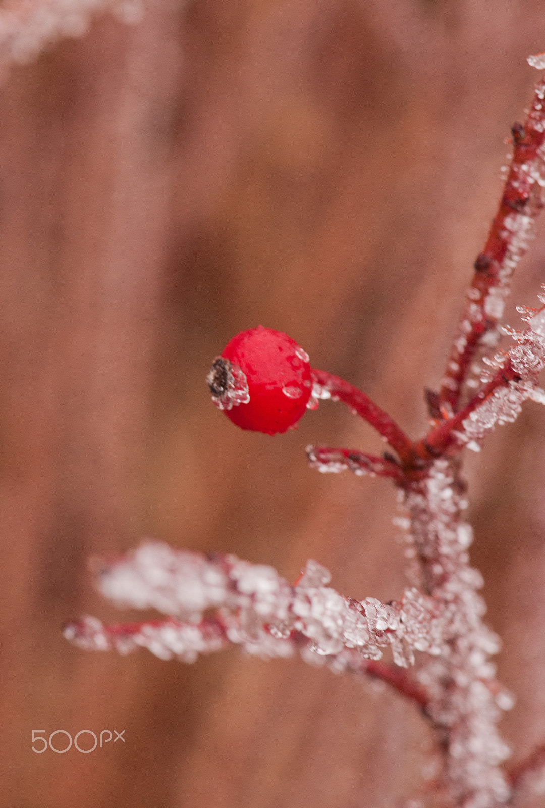 Nikon AF-S Micro-Nikkor 105mm F2.8G IF-ED VR sample photo. Winter photography