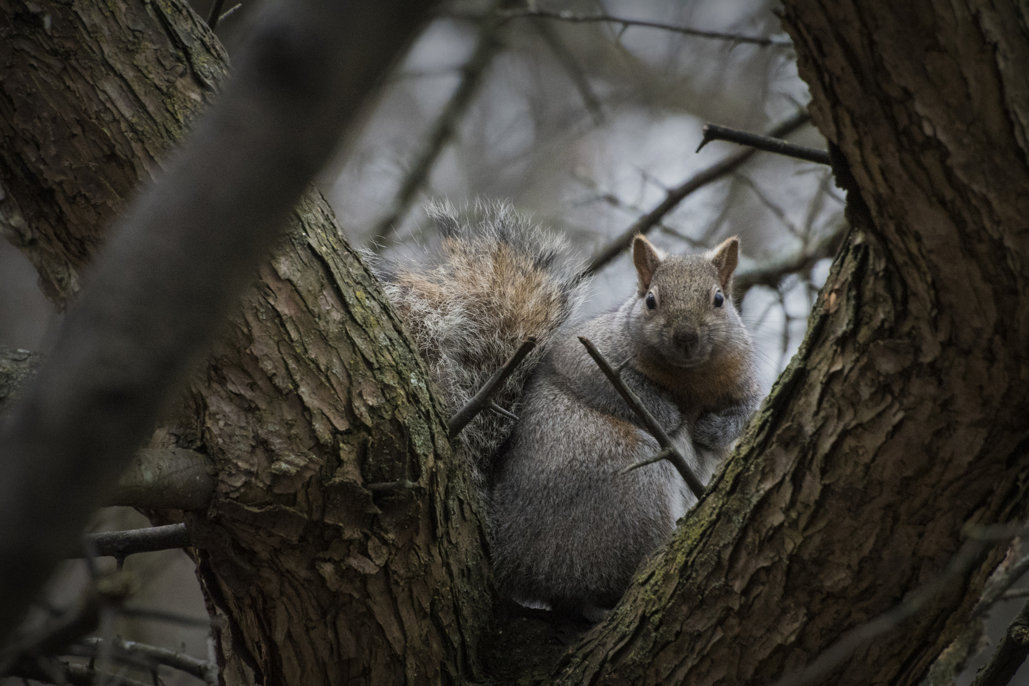 Nikon D500 sample photo. In a tree. windsor, on. photography