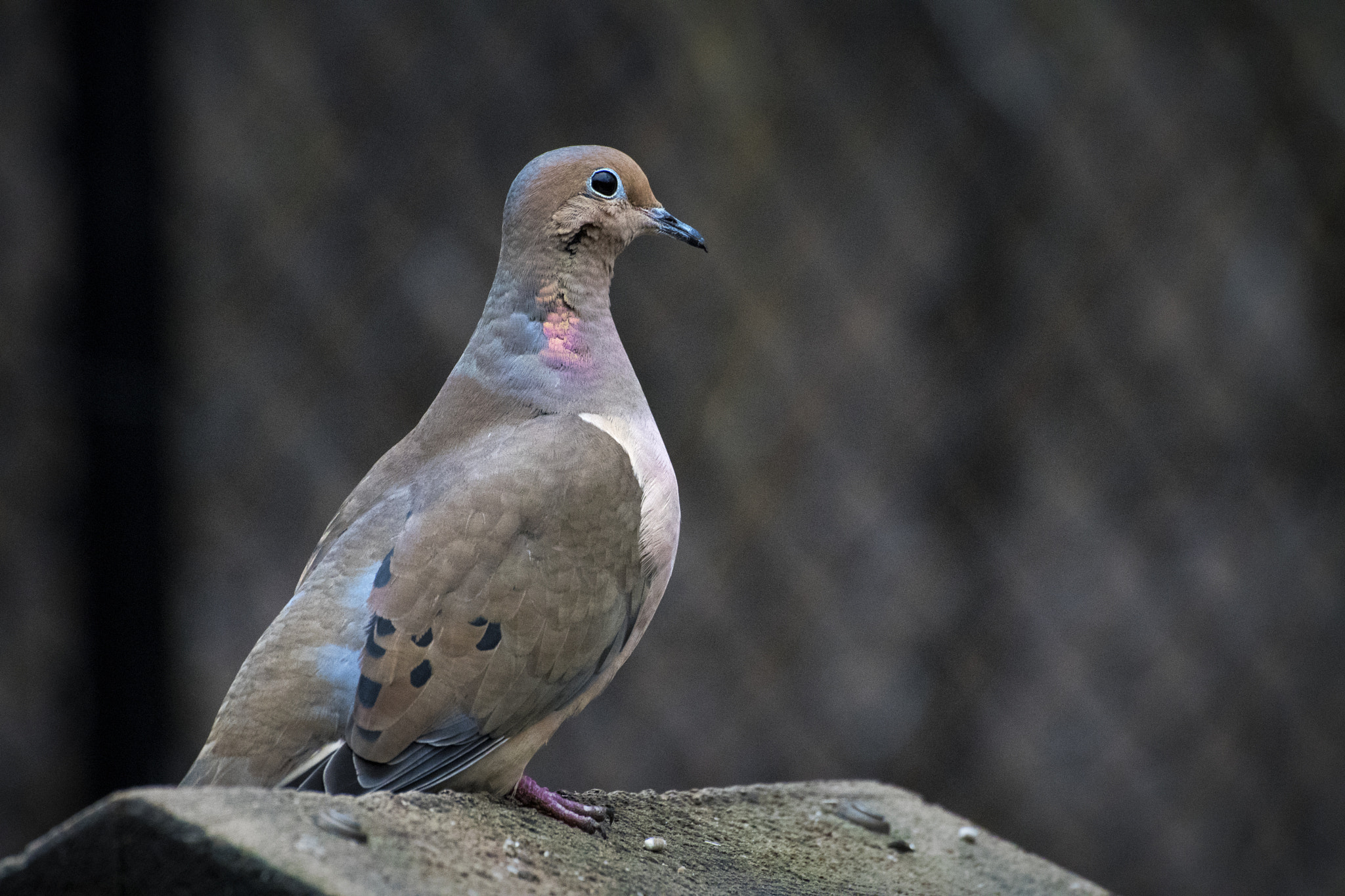 Nikon D500 sample photo. Mourning dove. windsor, on. photography