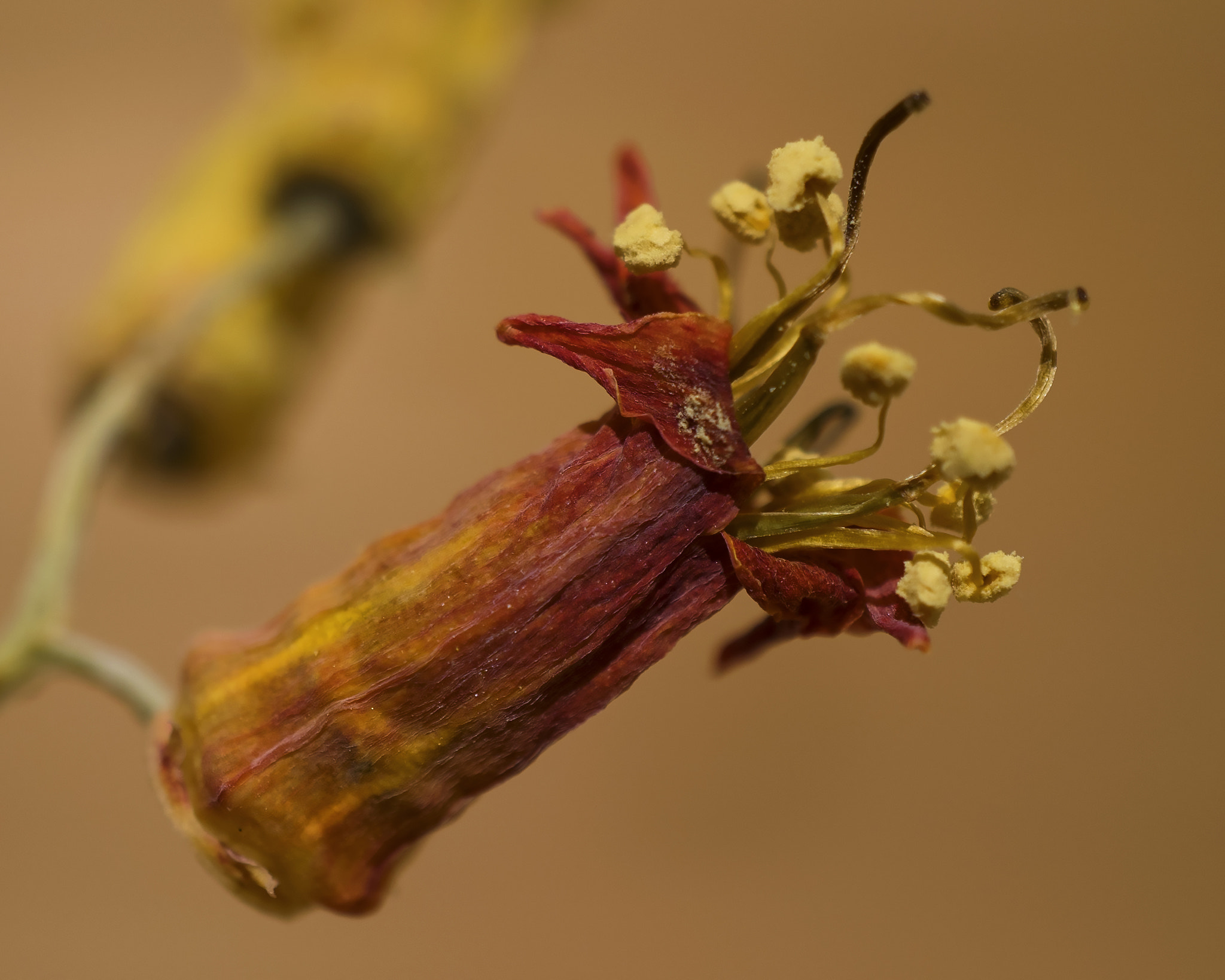 Sony a7R II + Sony E 30mm F3.5 Macro sample photo. Pomegranate flower photography