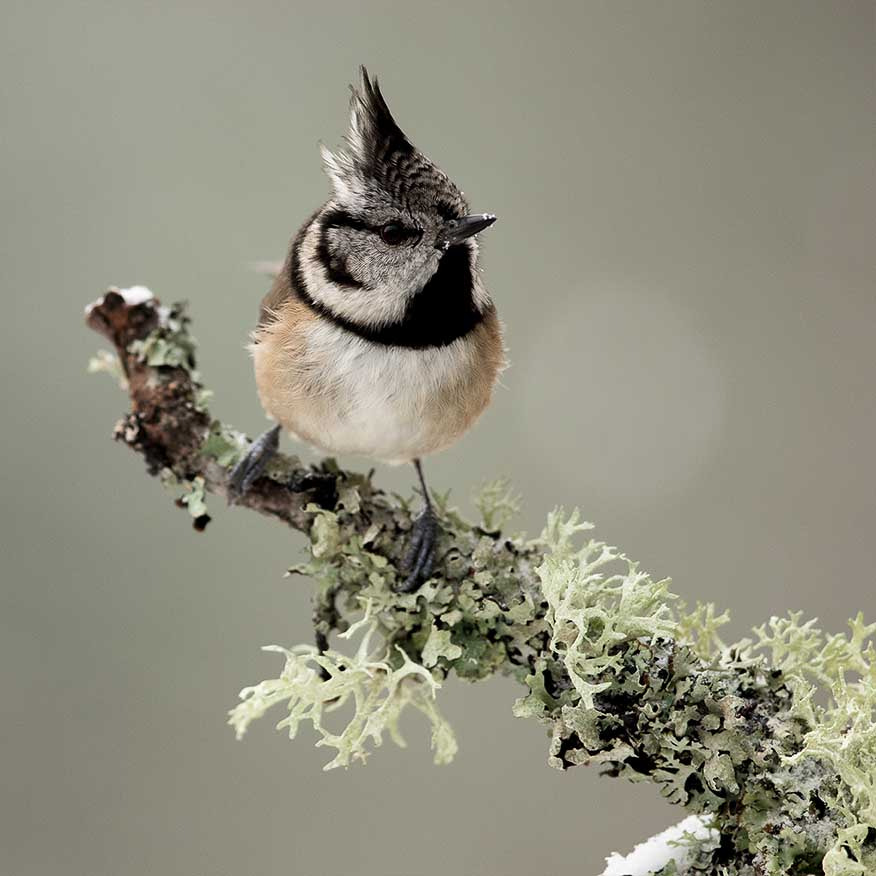 Canon EF 500mm F4L IS II USM sample photo. Crested tit photography