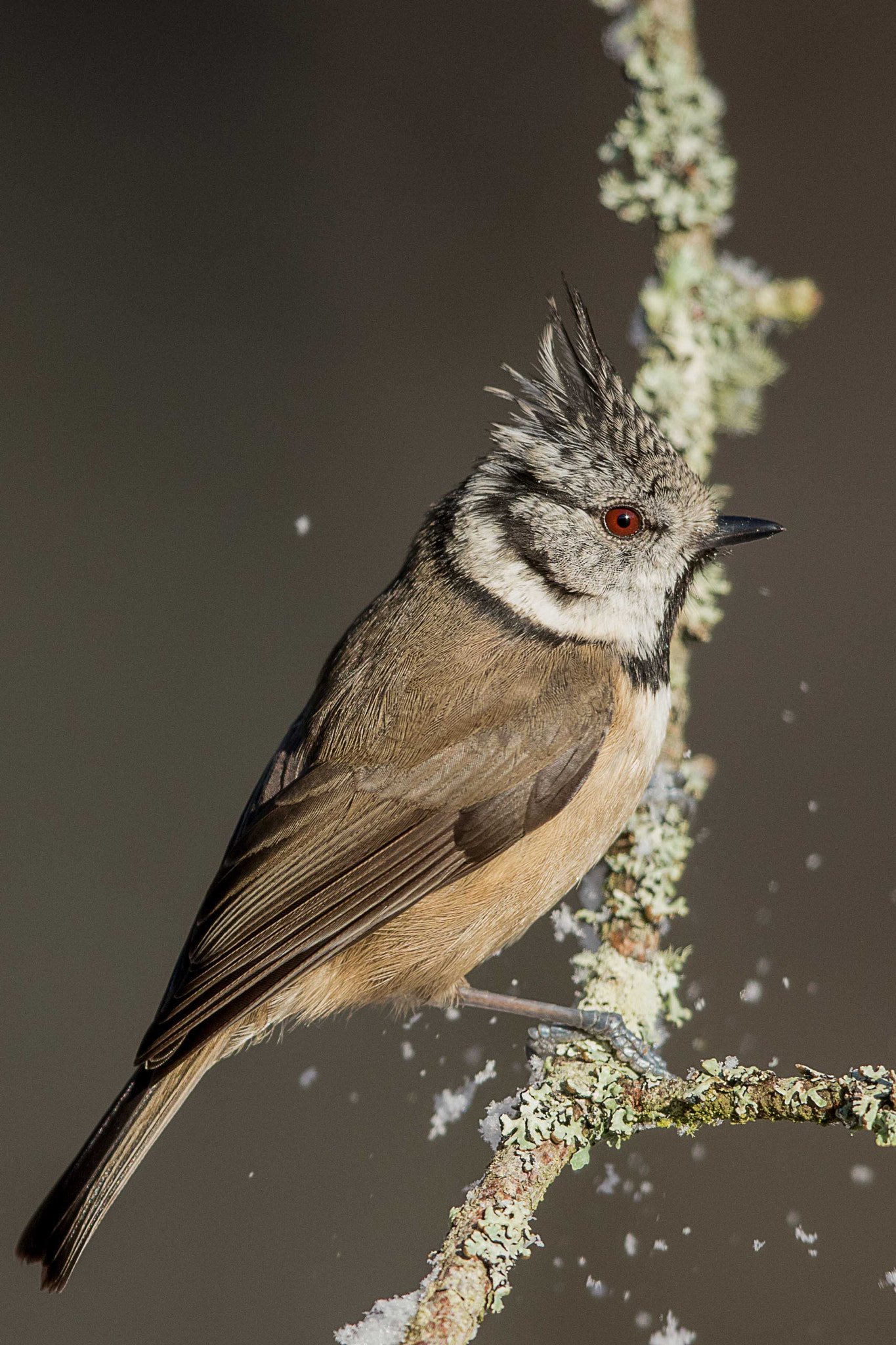 Canon EF 500mm F4L IS II USM sample photo. Crested tit photography