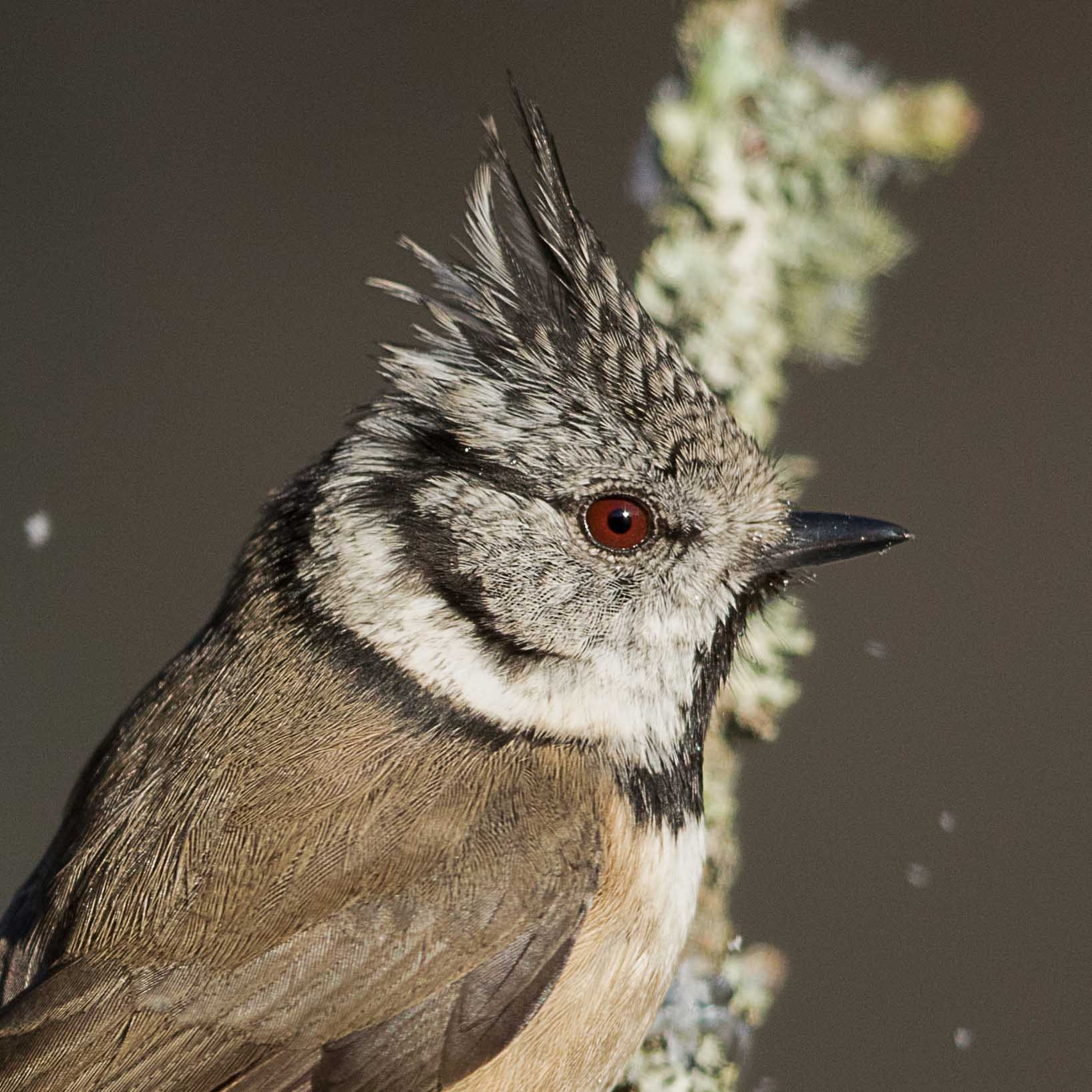 Canon EF 500mm F4L IS II USM sample photo. Crested tit photography