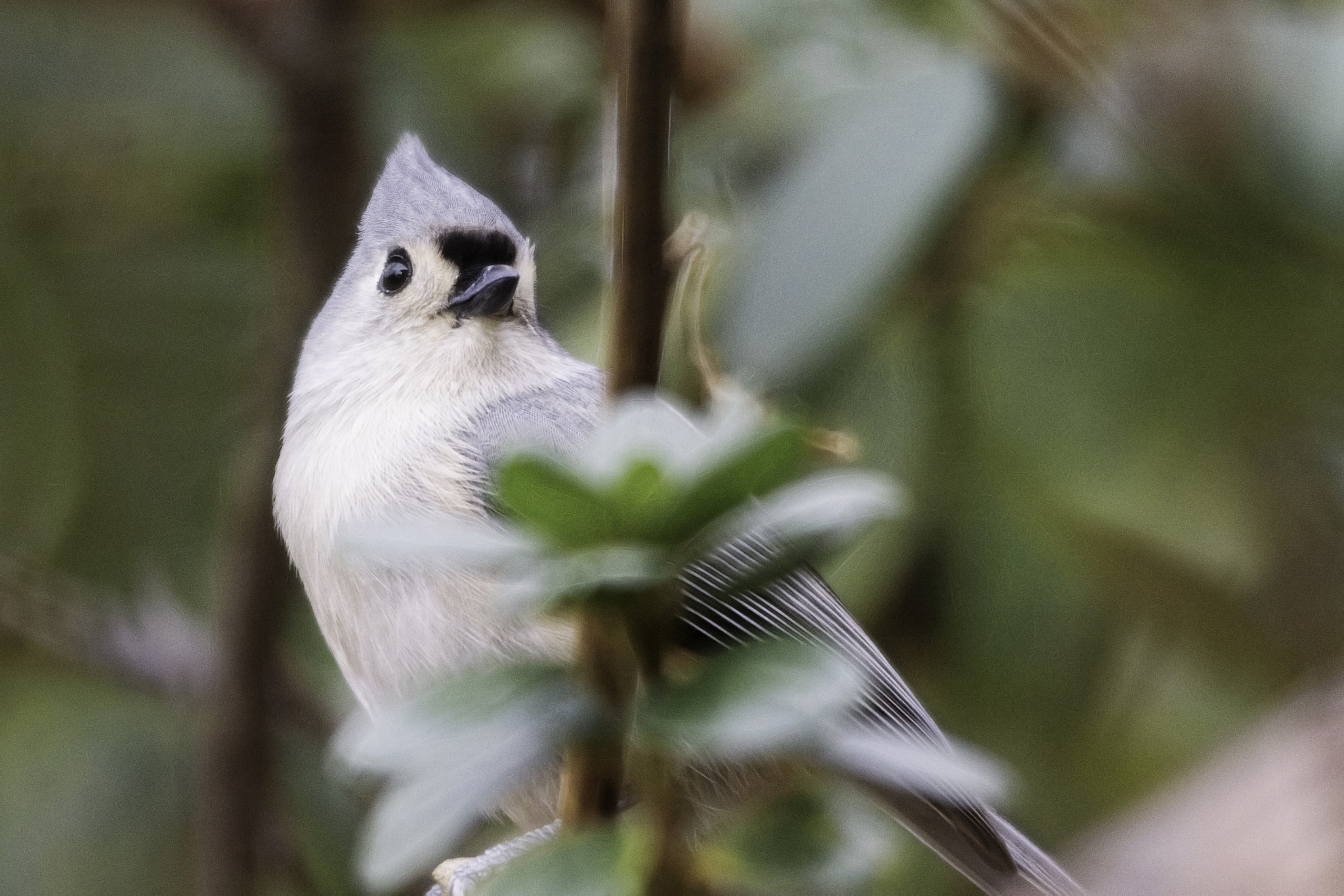 Sigma 150-500mm F5-6.3 DG OS HSM sample photo. Tufted titmouse photography