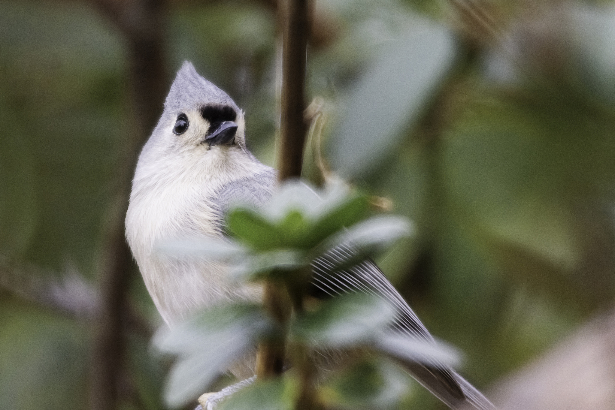 Sony SLT-A65 (SLT-A65V) sample photo. Tufted titmouse photography