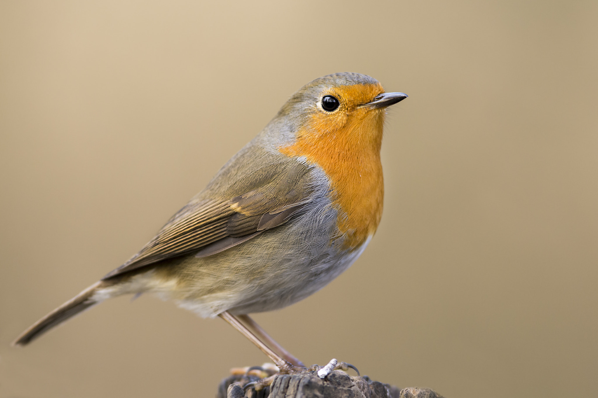 Nikon AF-S Nikkor 300mm F2.8G ED VR II sample photo. Robin photography