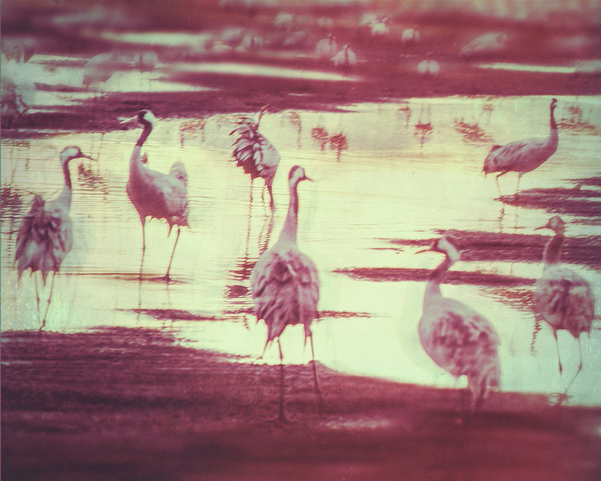Hipstamatic 314 sample photo. Cranes on a lake photography