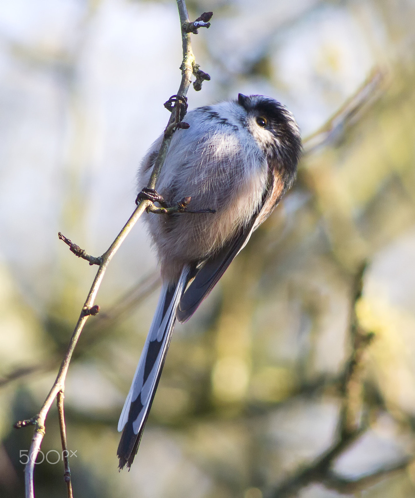 Canon EF 200mm f/2.8L II + 2x sample photo. Long tailed tit hanging on branch photography