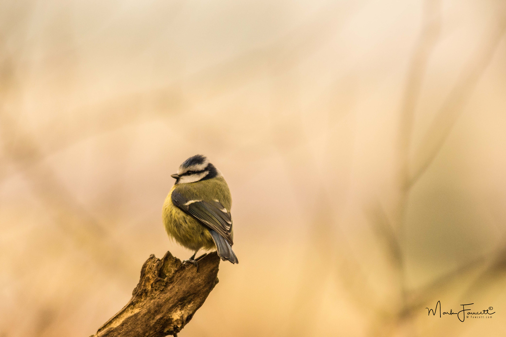Sigma 150-500mm F5-6.3 DG OS HSM sample photo. Blue tit photography