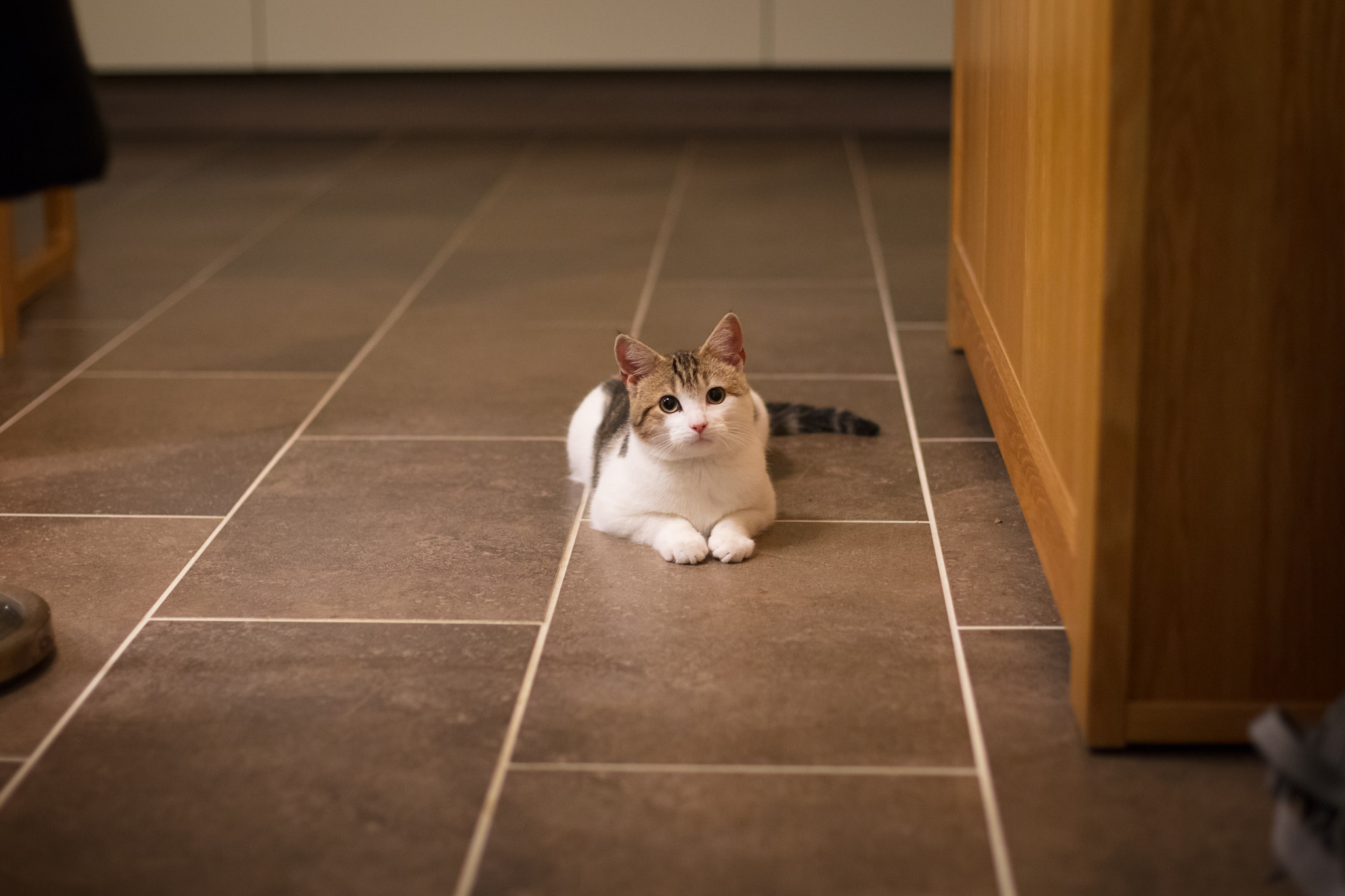 Canon EOS 5DS R sample photo. Time to play? photography