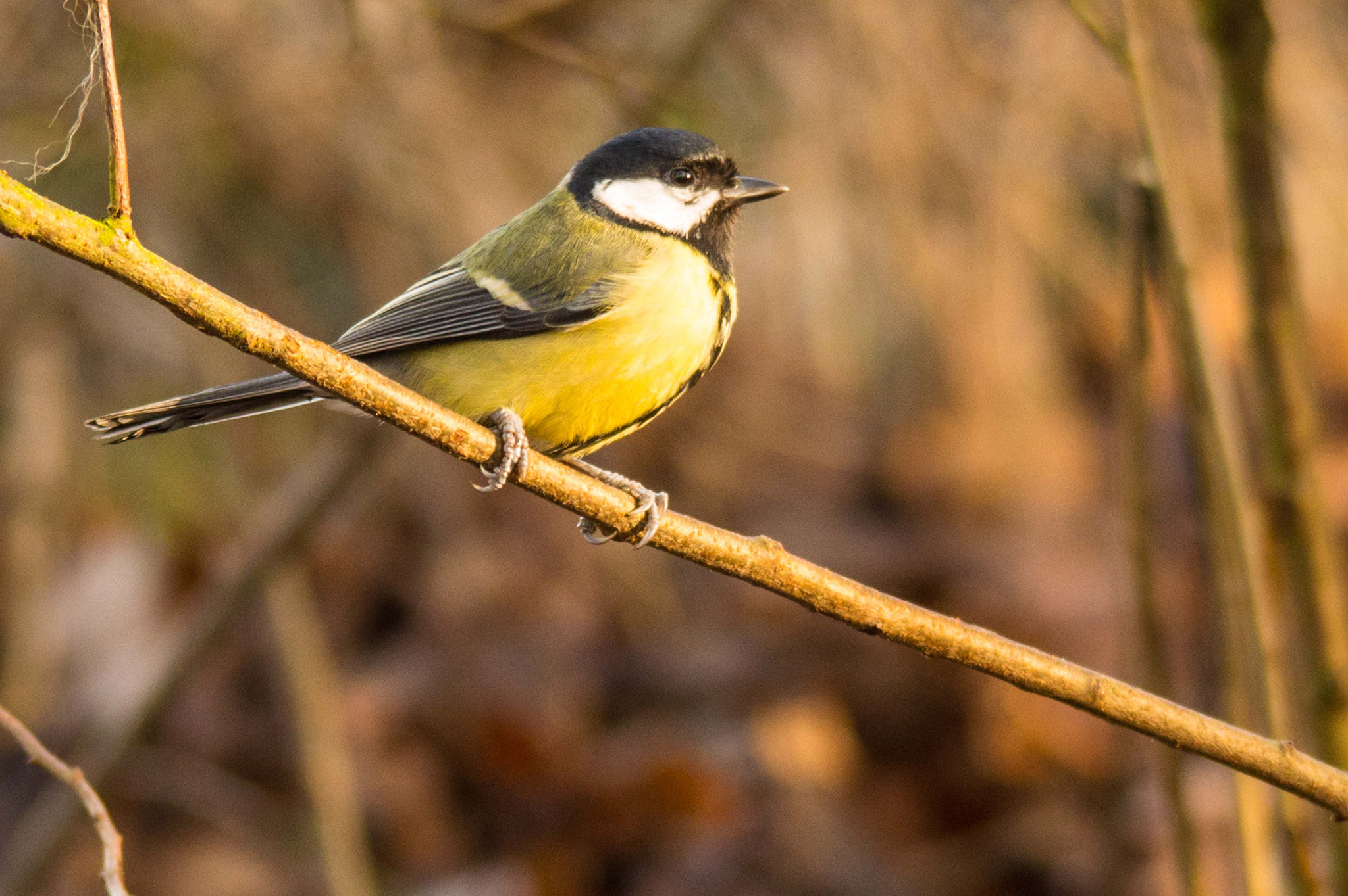 Sigma 150-500mm F5-6.3 DG OS HSM sample photo. Great tit photography