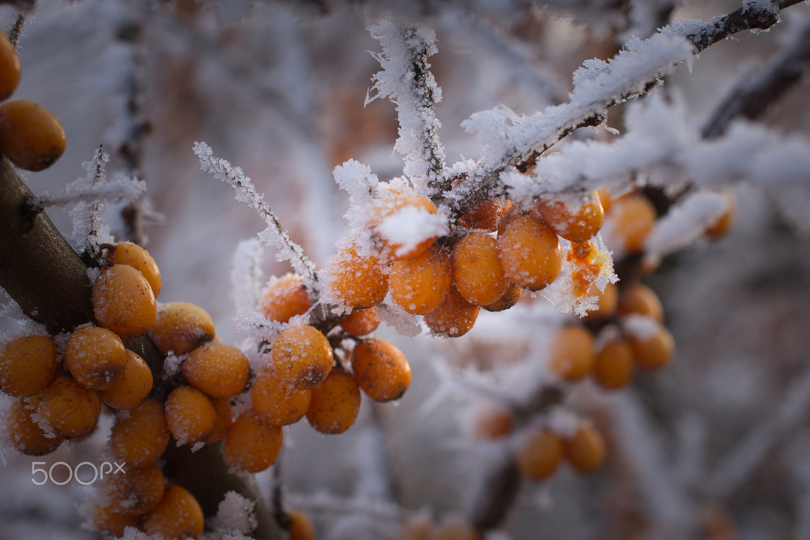 Nikon AF-S DX Micro Nikkor 40mm F2.8 sample photo. Orange berries photography