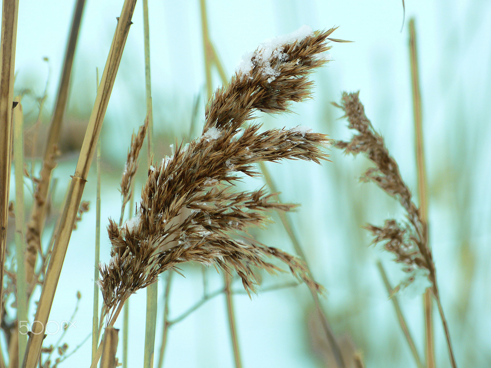 Leica V-Lux 3 sample photo. Snowy reeds photography