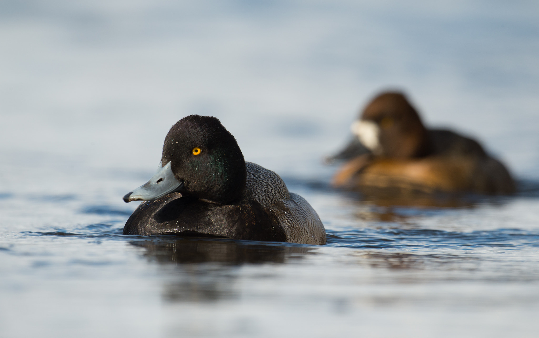 Nikon AF-S Nikkor 800mm F5.6E FL ED VR sample photo. Petit fuligule, aythaya affinis, lesser scaup photography