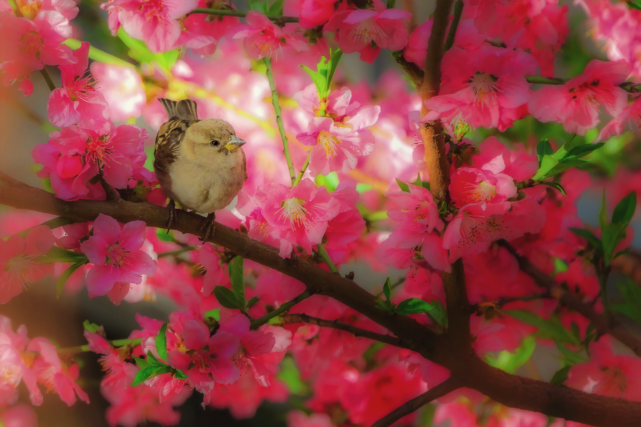 Tamron SP 150-600mm F5-6.3 Di VC USD sample photo. Spring is coming... photography