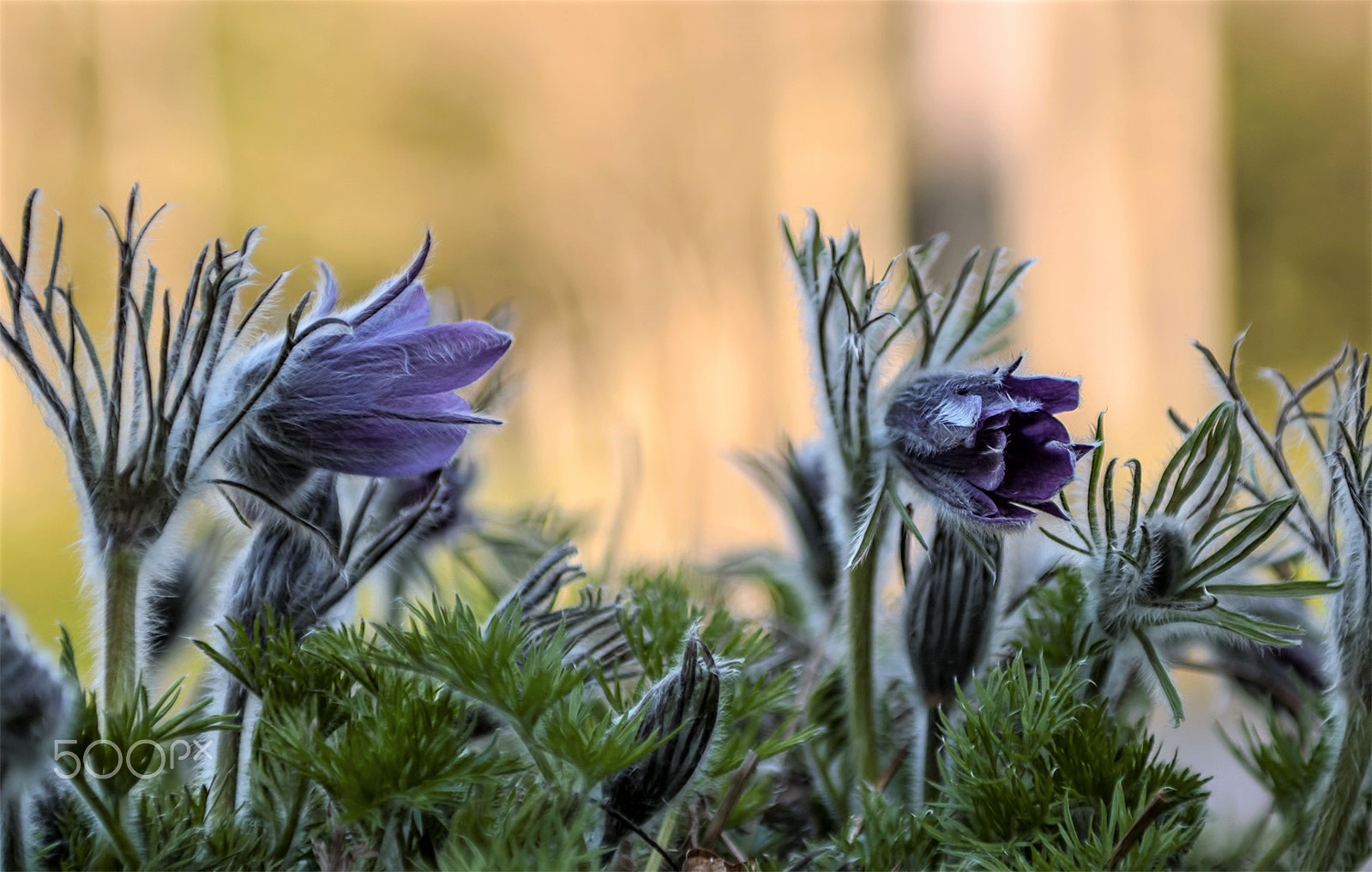 Nikon D300S + Sigma 24-70mm F2.8 EX DG Macro sample photo. When the snow melts photography