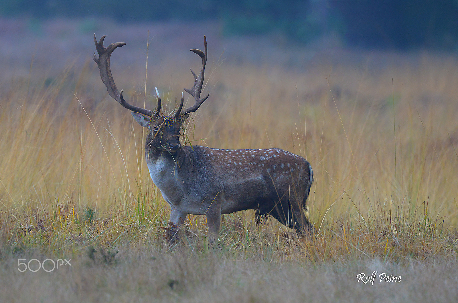 Nikon AF-S Nikkor 500mm F4D ED-IF II sample photo. Damhirsch photography