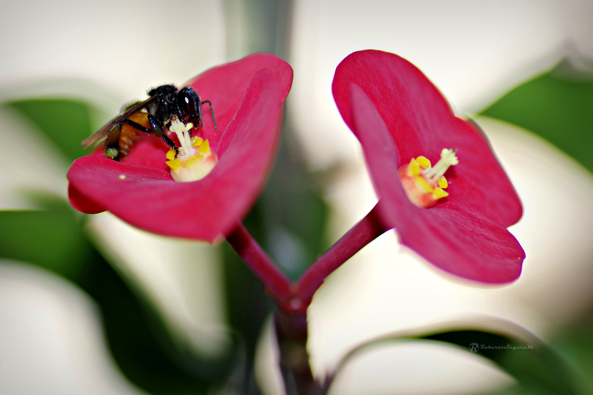Pentax smc D-FA 100mm F2.8 Macro WR sample photo. Las gemelas photography