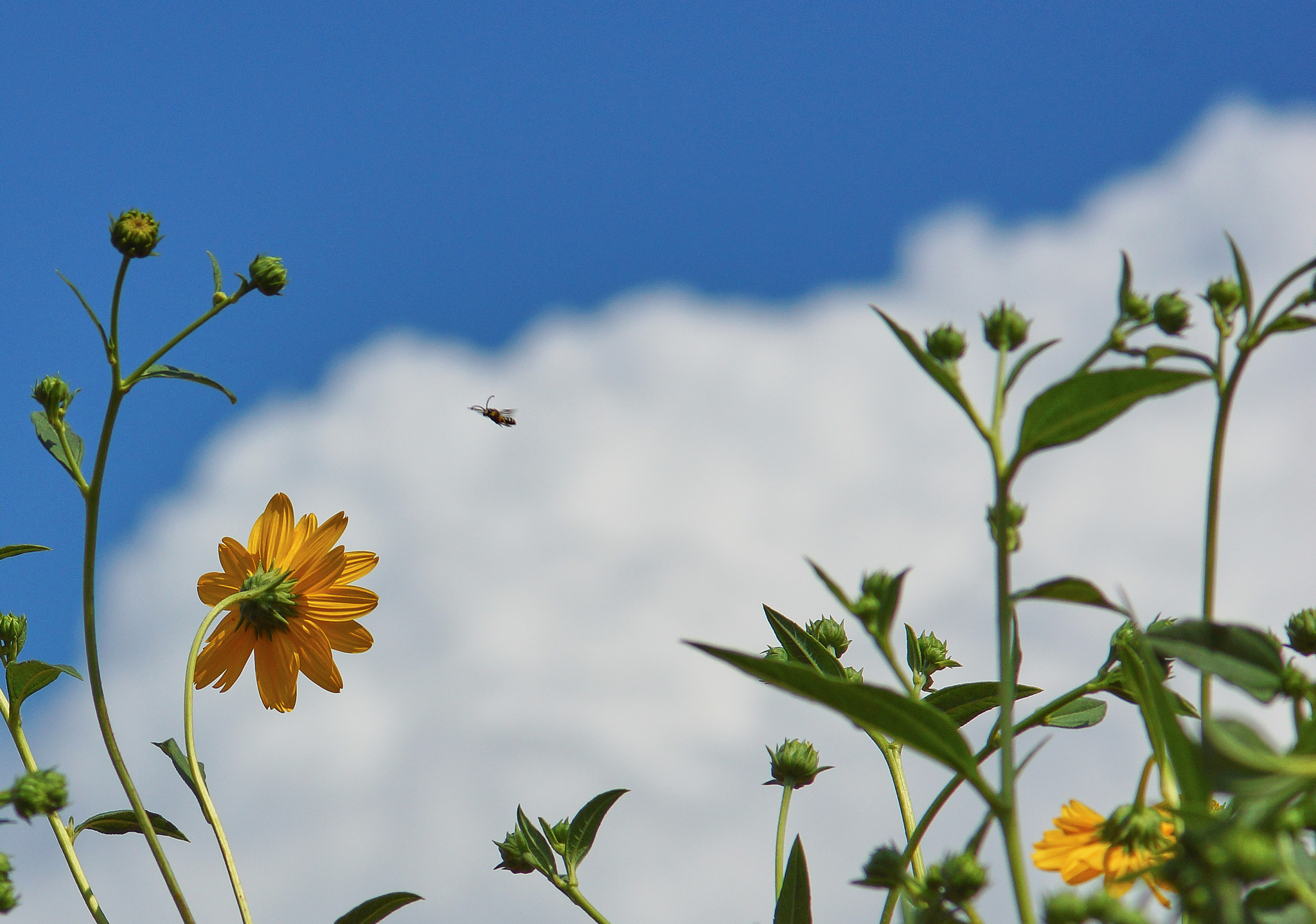 Sony SLT-A65 (SLT-A65V) sample photo