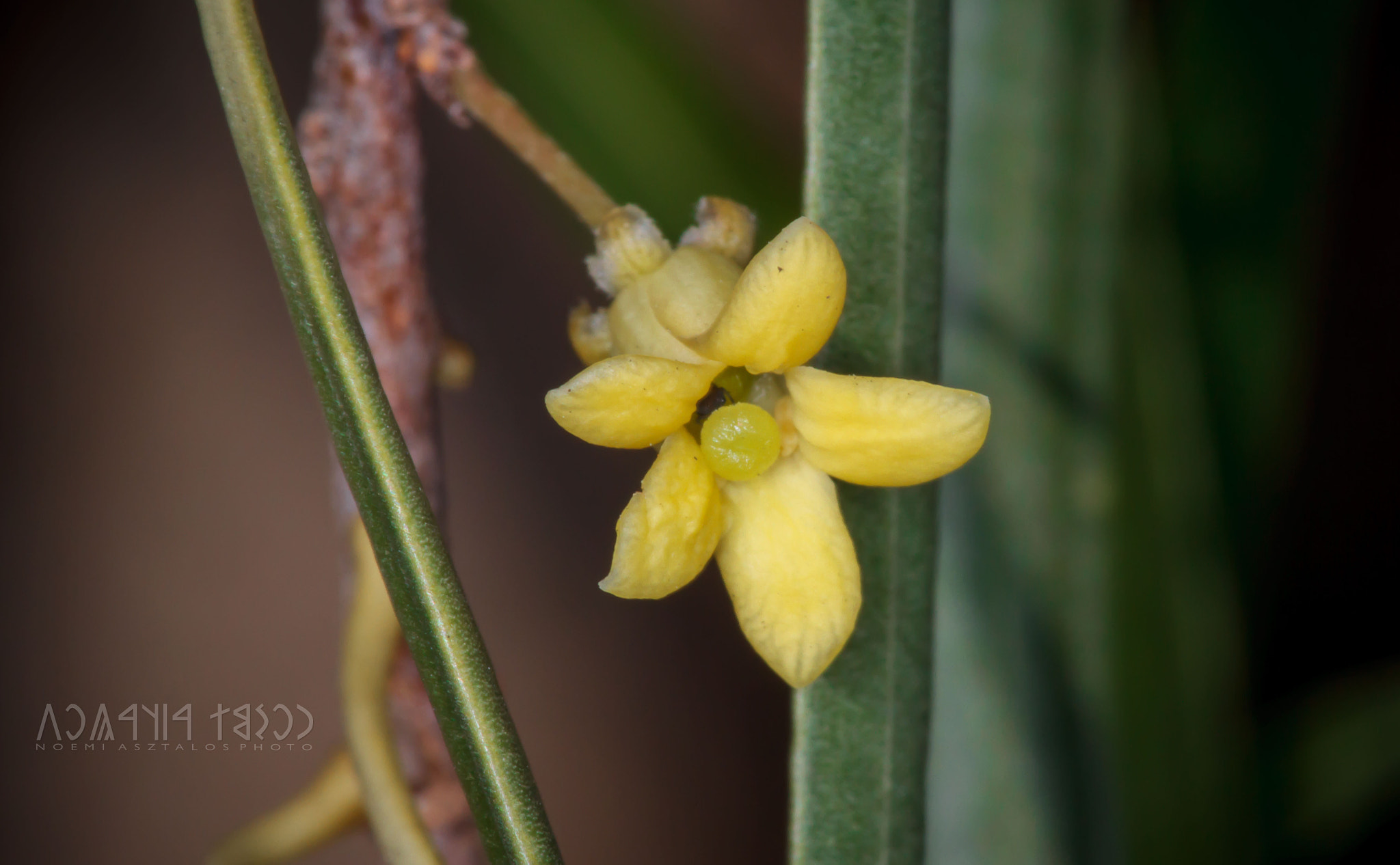 Canon EF 180mm F3.5L Macro USM sample photo. Desert willow photography