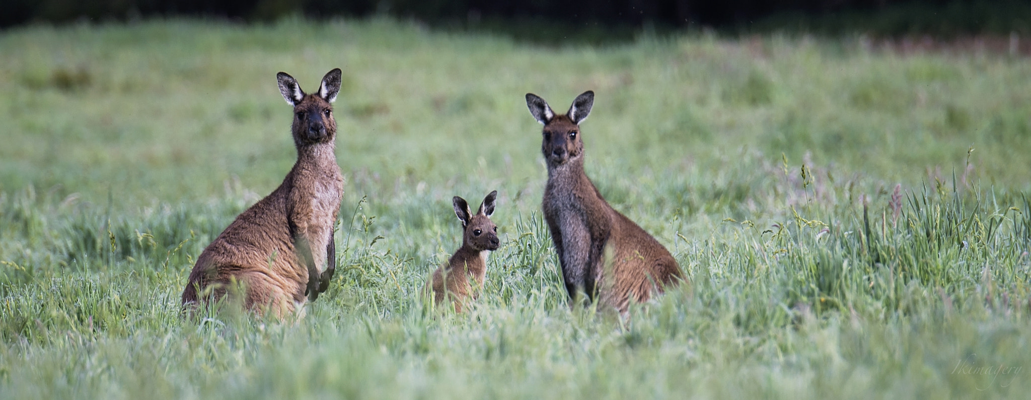 Nikon D4 sample photo. Valleyroo group photography