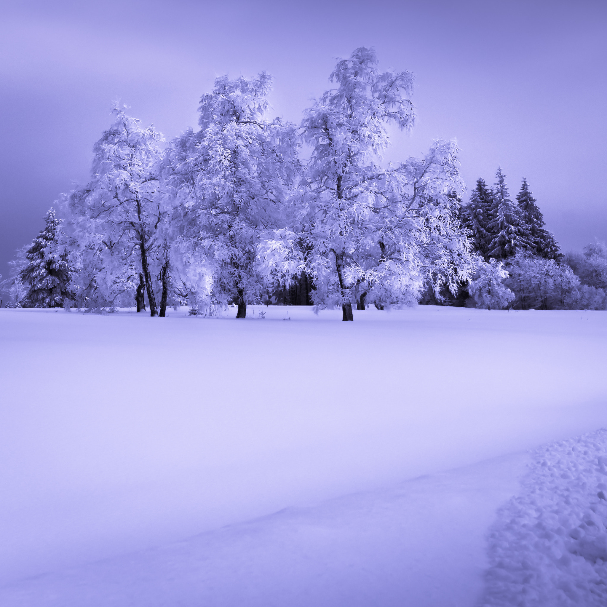 Nikon D500 sample photo. Moonlight at snow. photography