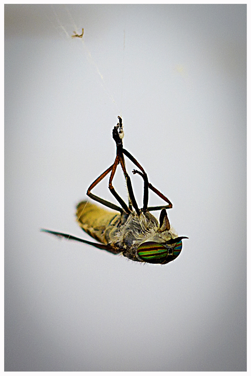 Sigma 50mm F1.4 EX DG HSM sample photo. The fly photography