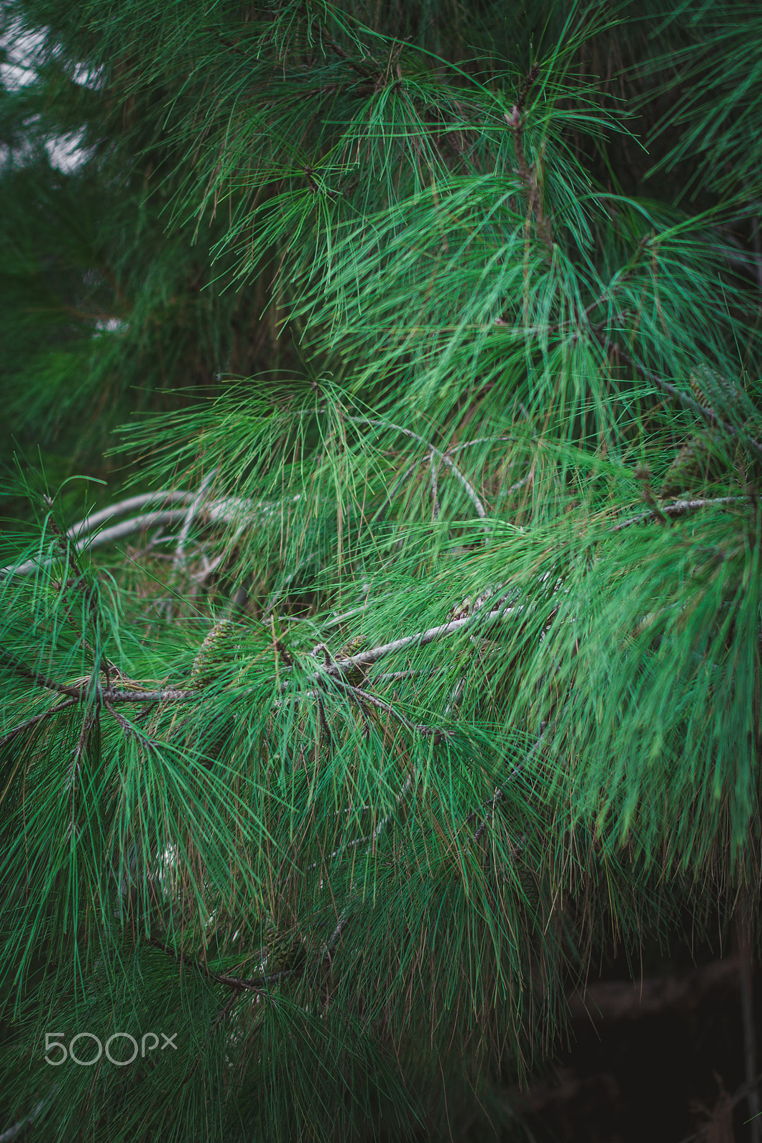 Sigma 70-200mm F2.8 EX DG OS HSM sample photo. Spruce photography