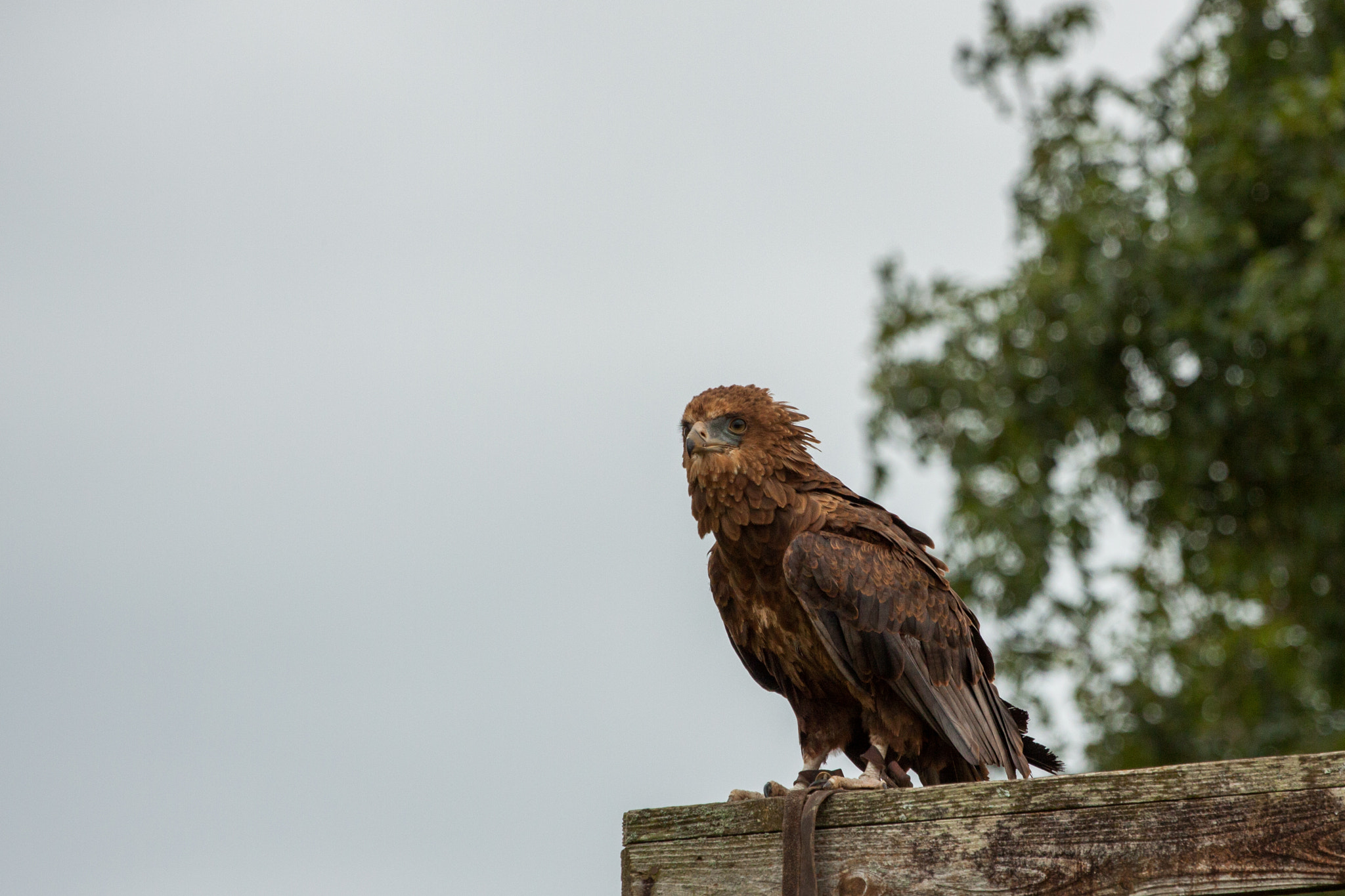 Canon EOS 50D + Canon EF 70-200mm F4L USM sample photo. ... photography