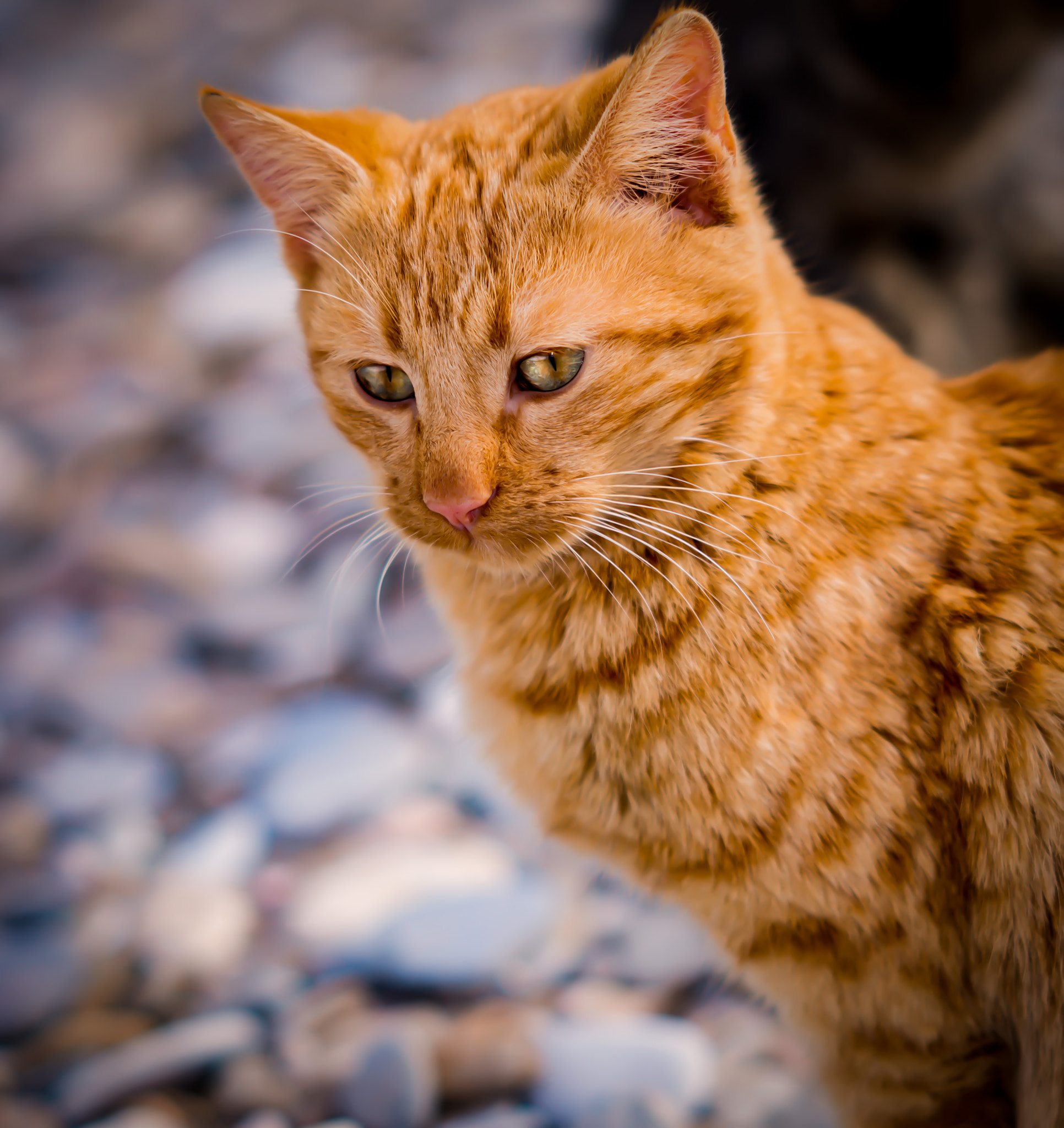 AF DC-Nikkor 135mm f/2D sample photo. Cats at the beach photography