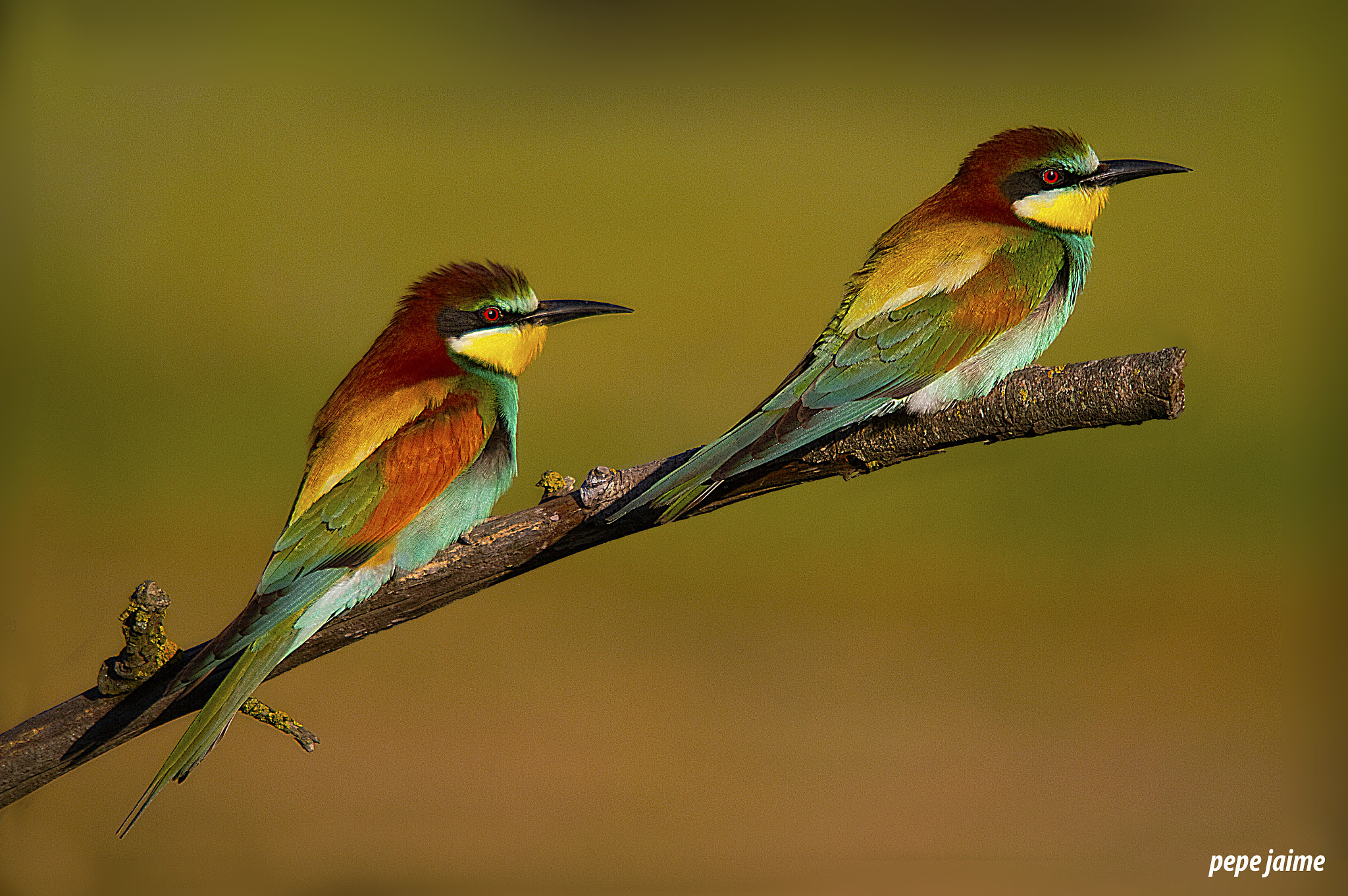 Canon EOS 7D + Sigma 150-500mm F5-6.3 DG OS HSM sample photo. Abejarucos (merops apiaster) photography