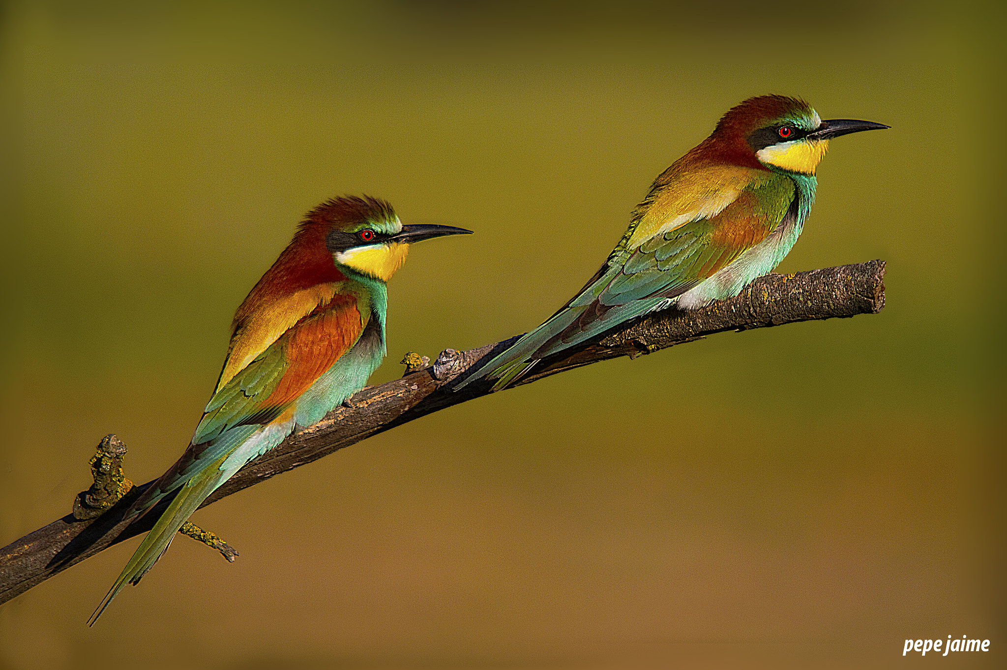 Canon EOS 7D sample photo. Abejarucos (merops apiaster) photography