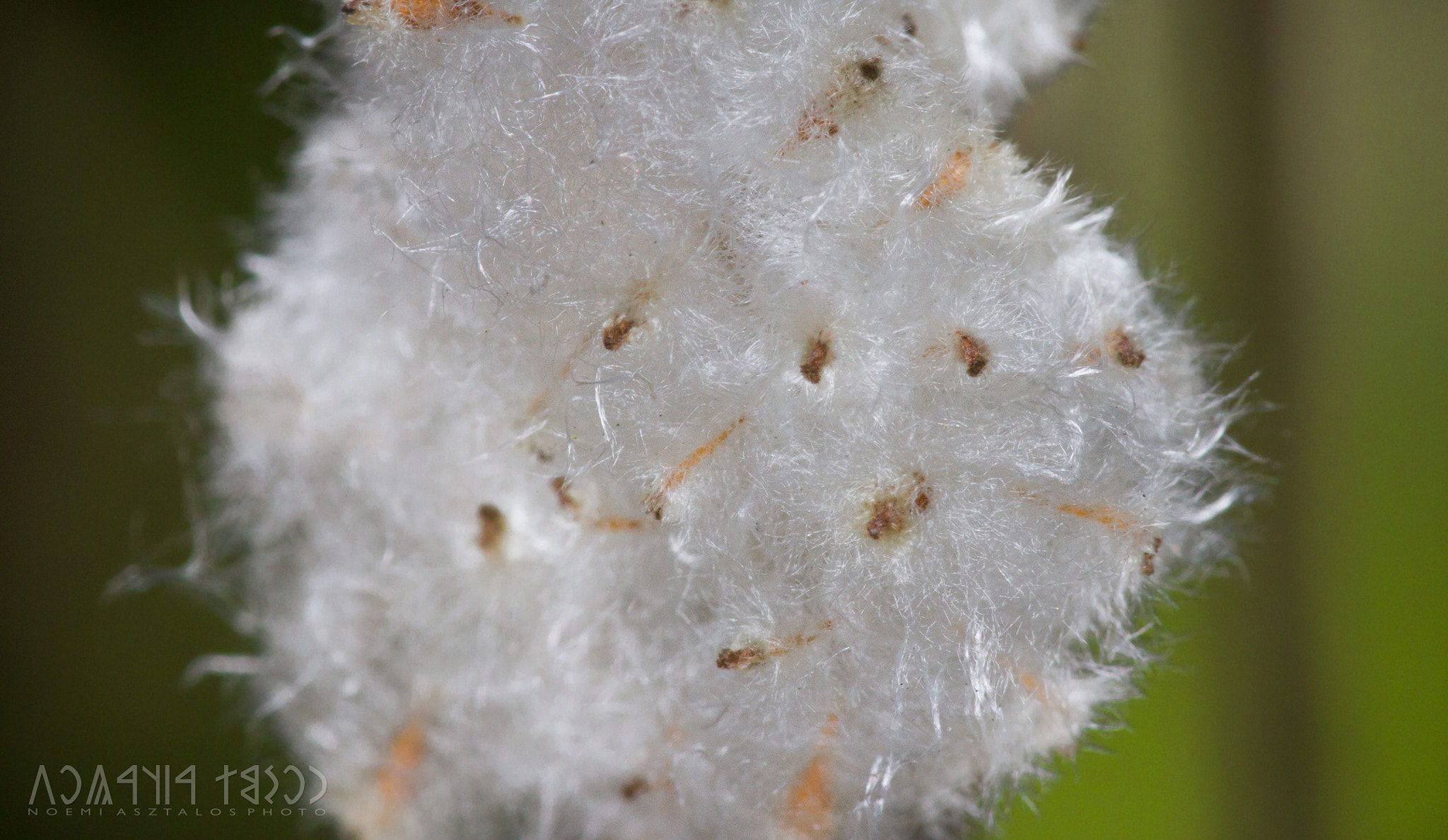 Canon EF 180mm F3.5L Macro USM sample photo. White ball photography