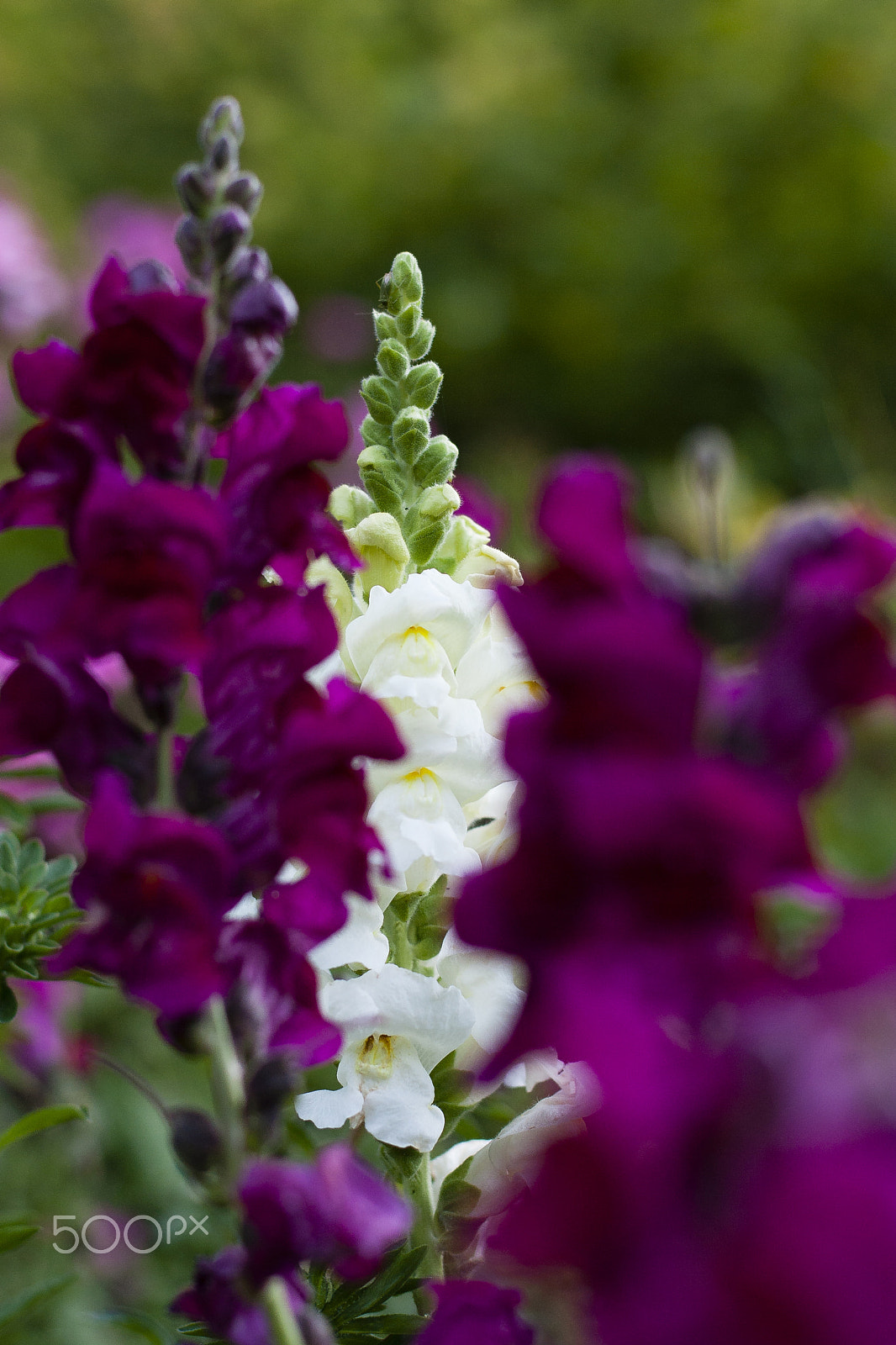 Canon EOS 400D (EOS Digital Rebel XTi / EOS Kiss Digital X) sample photo. Snapdragons photography